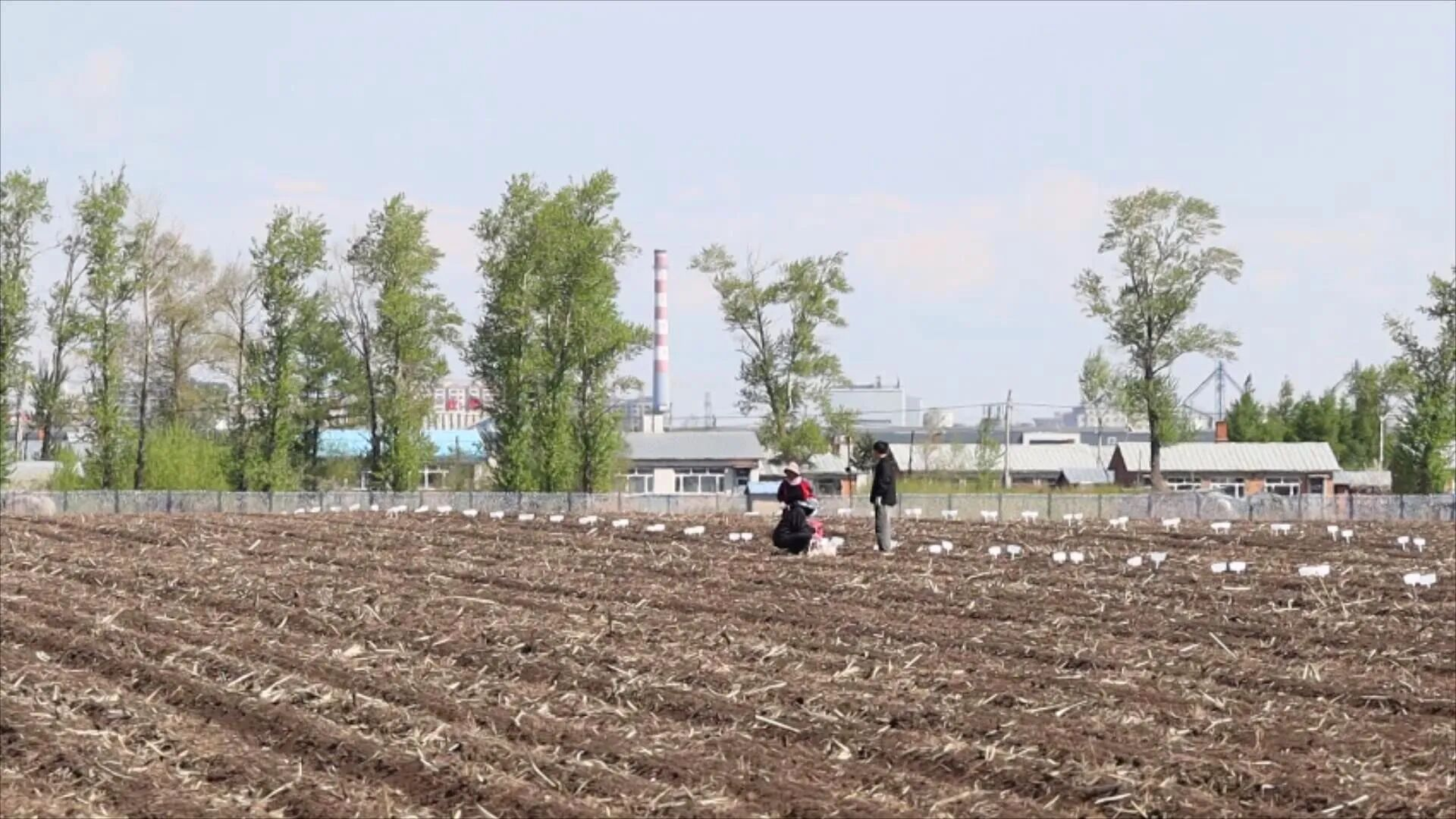 试验田管理(刘锐 摄)