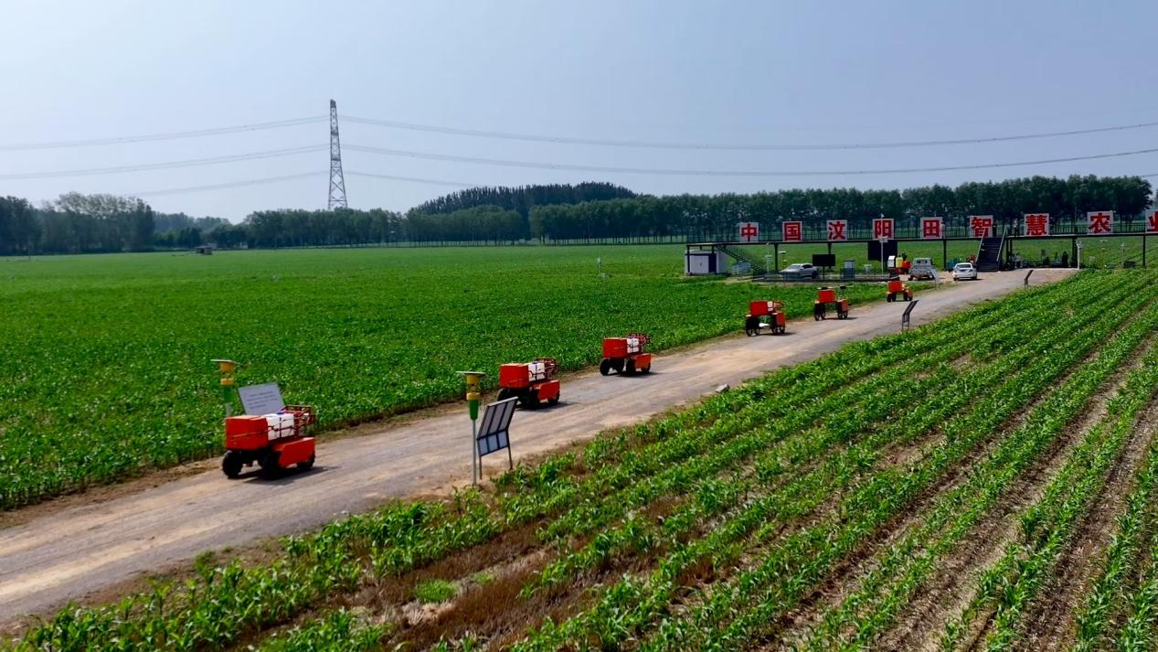 机器人编队开进粮田(穆姝琪 摄)