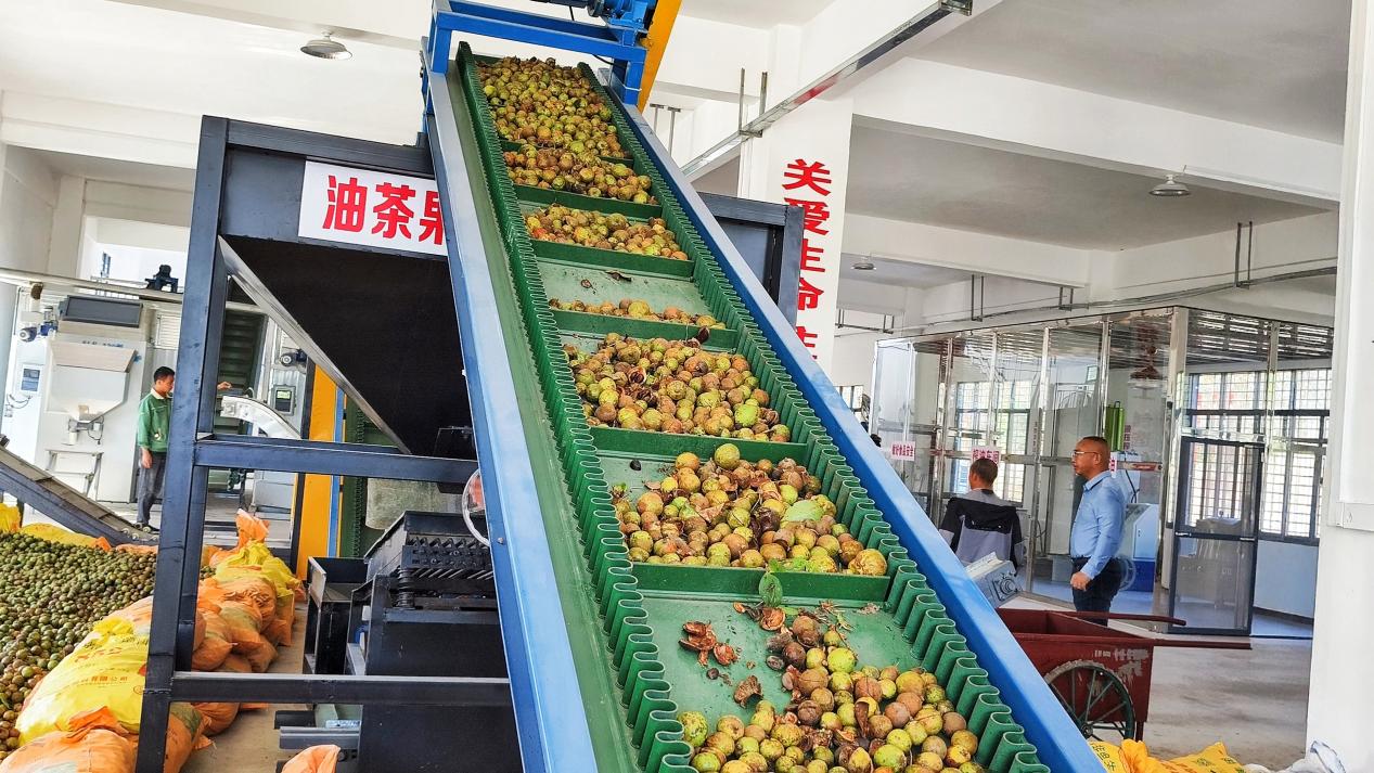 佳佳油茶合作社内,自动生产线正在进行筛选大小果。(向国华 摄)