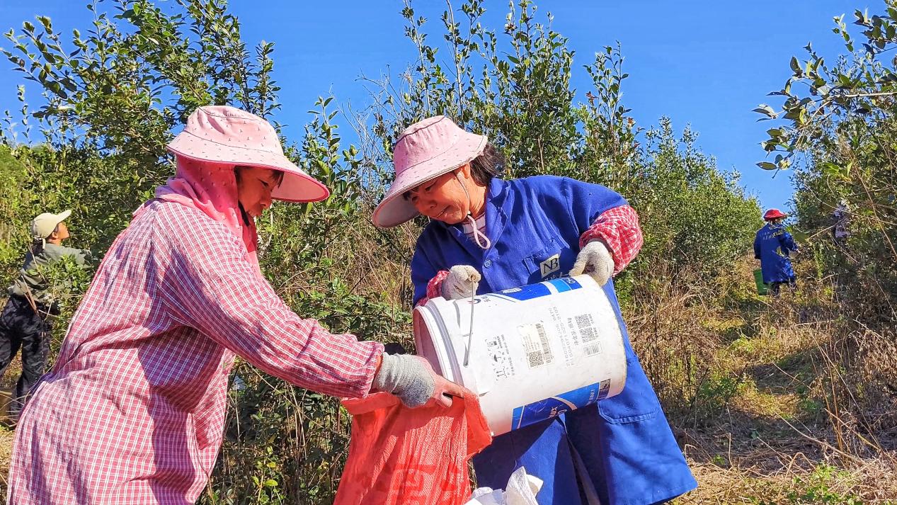 当地村民将采摘下的油茶果装入袋子(向国华 摄)