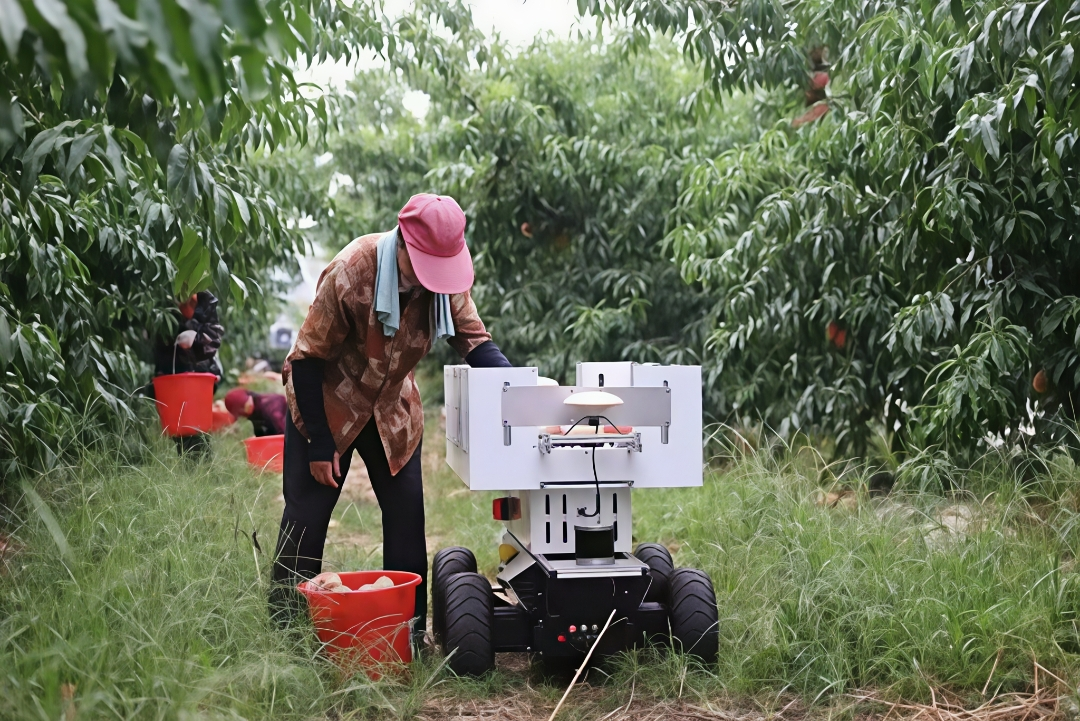 肥桃管理用上了机器人(王君瑶 摄)