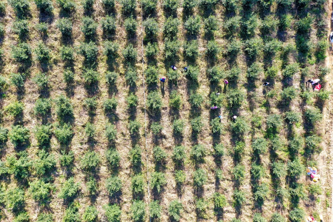武宣县桐岭镇佳佳油茶种植基地(李格格 摄)