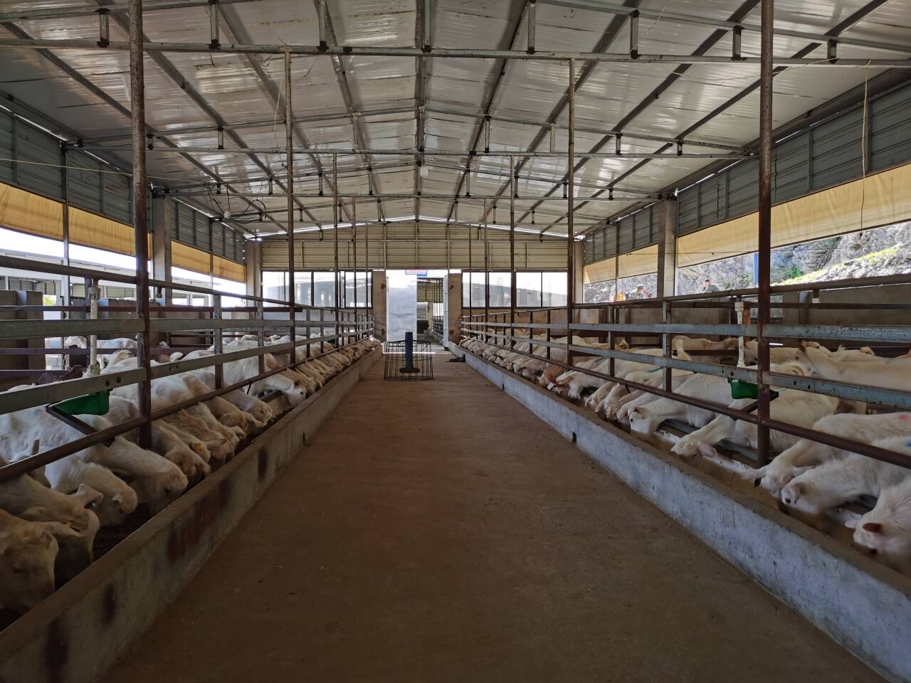 干净整洁的郧西县标准化小单元羊舍(邹景根 摄)