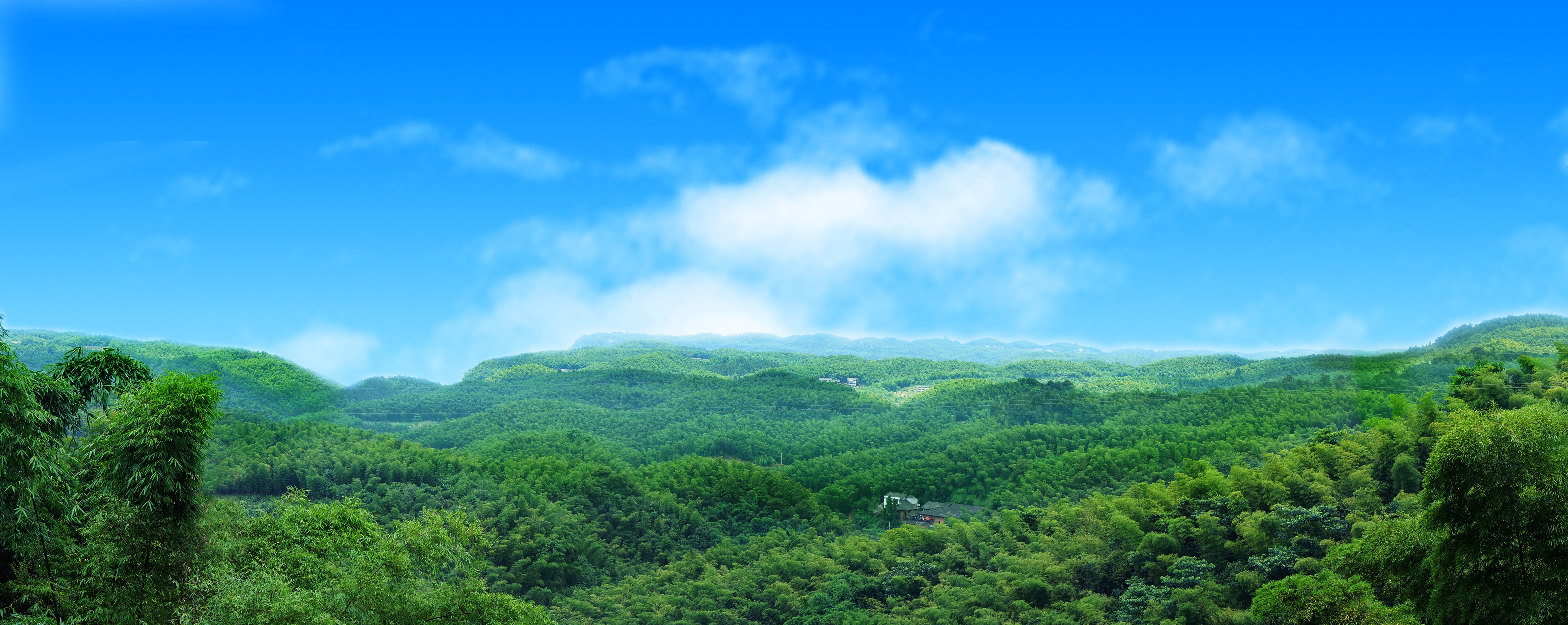 大旺竹海(纳林 摄)