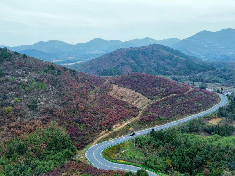 蓝莓种植基地风景如画(行治和 摄) 配图1