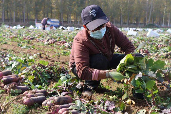 收获“冰激凌”萝卜 (武因正 摄)