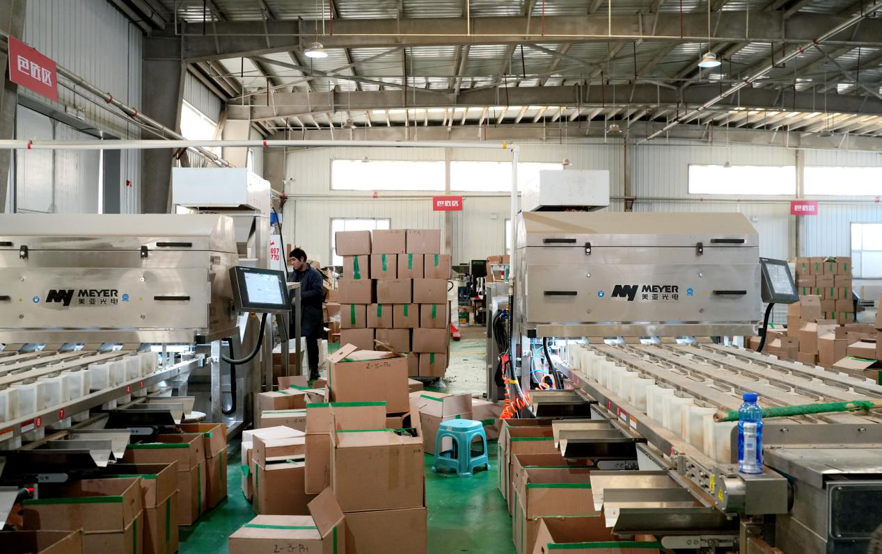 在新疆果之品农业科技有限公司生产车间,工作人员启动直线色选机筛选核桃仁。(赵新昌 摄)