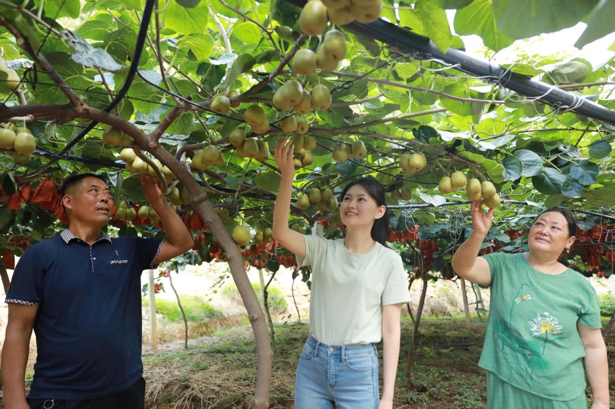 采摘红心猕猴桃(唐彪 摄)