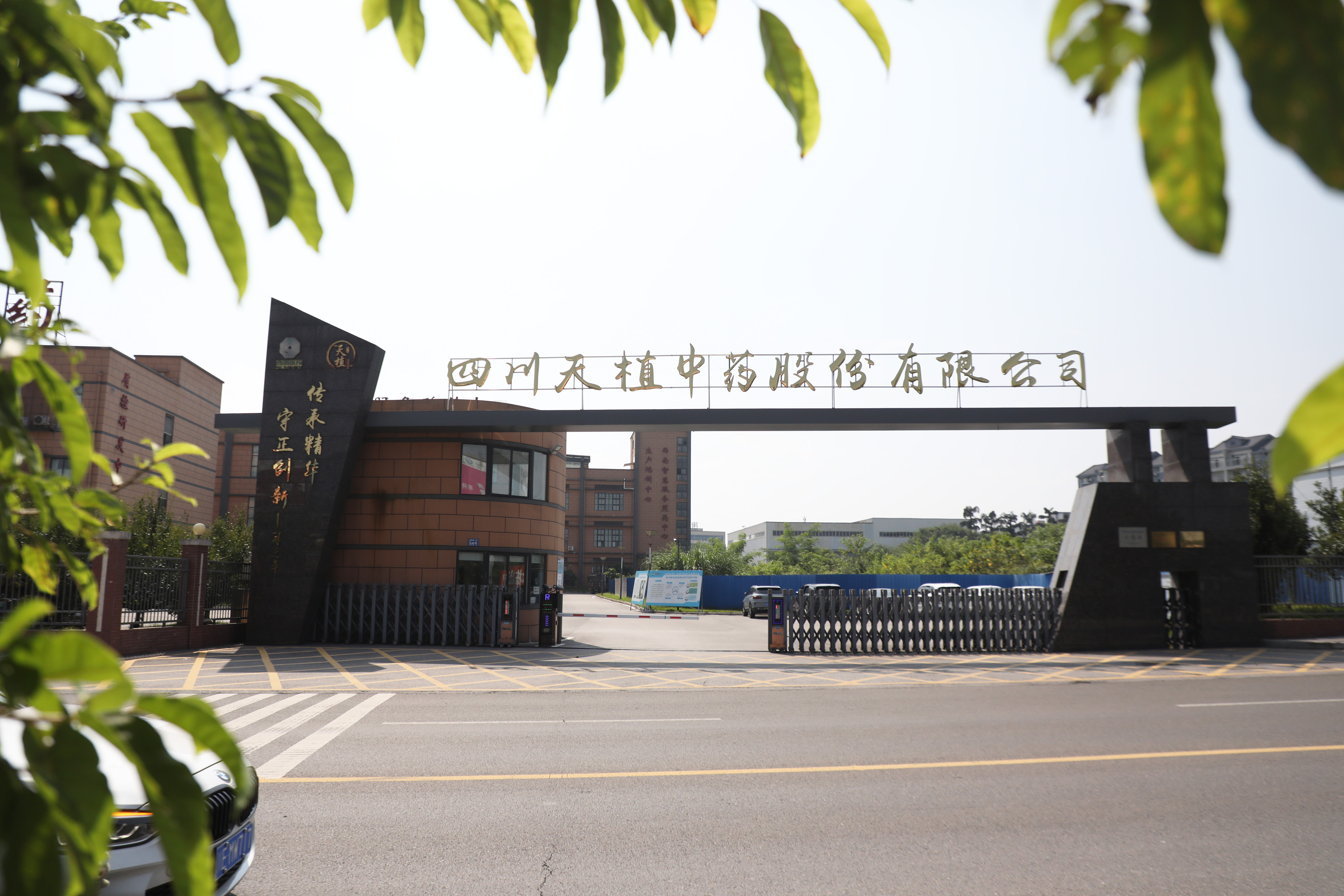 天植中药(张红 摄)