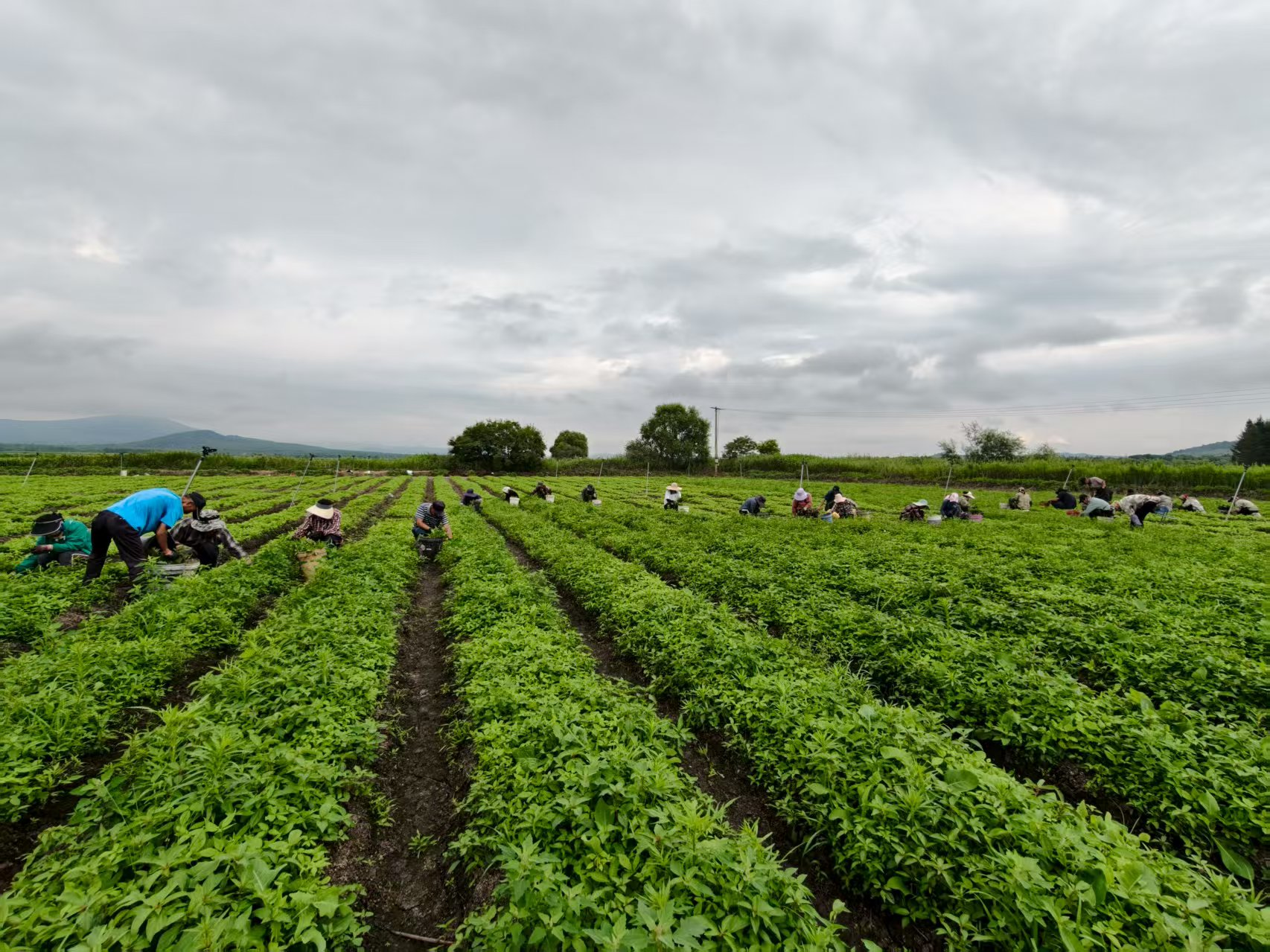 虎林市东方红镇刺五加种苗繁育基地田间管理(于晓霞 摄)