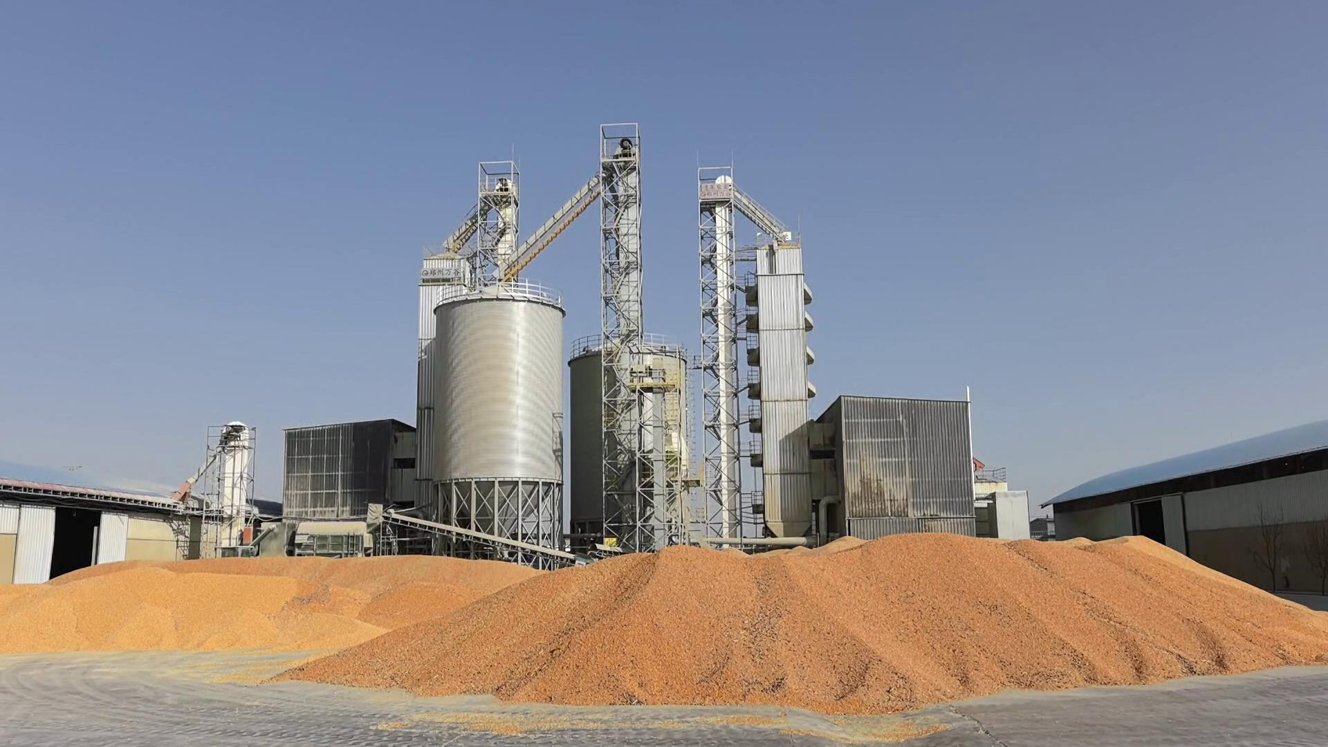 新收的粮食在场地内堆积如山,等待加工。(张勇 摄)