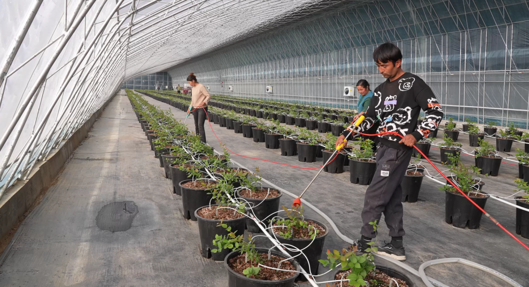 工人们正在为新栽的蓝莓苗浇水(高娇娇 摄)