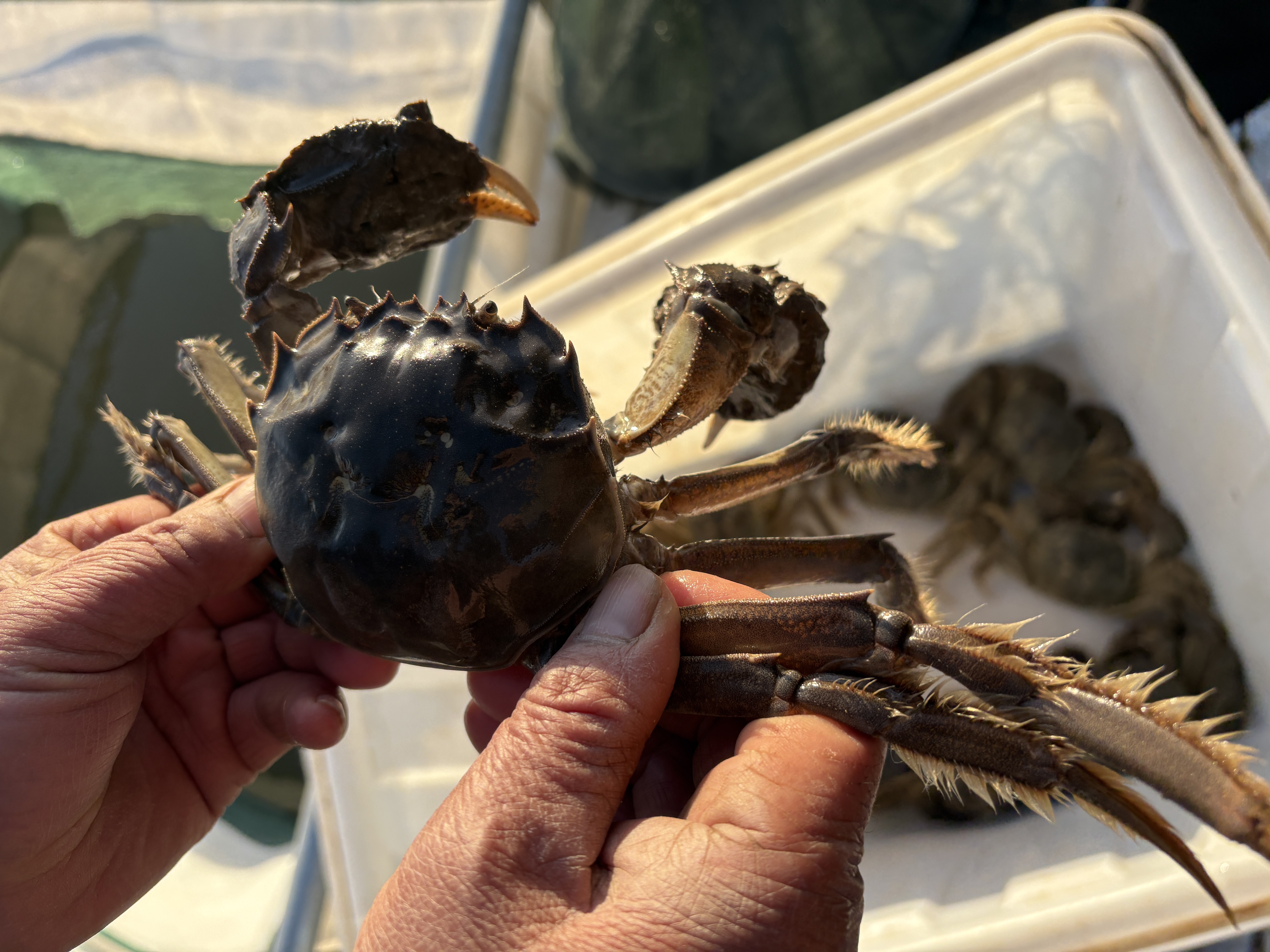 宋成伍正在挑选精品公蟹(张伟伟 摄)