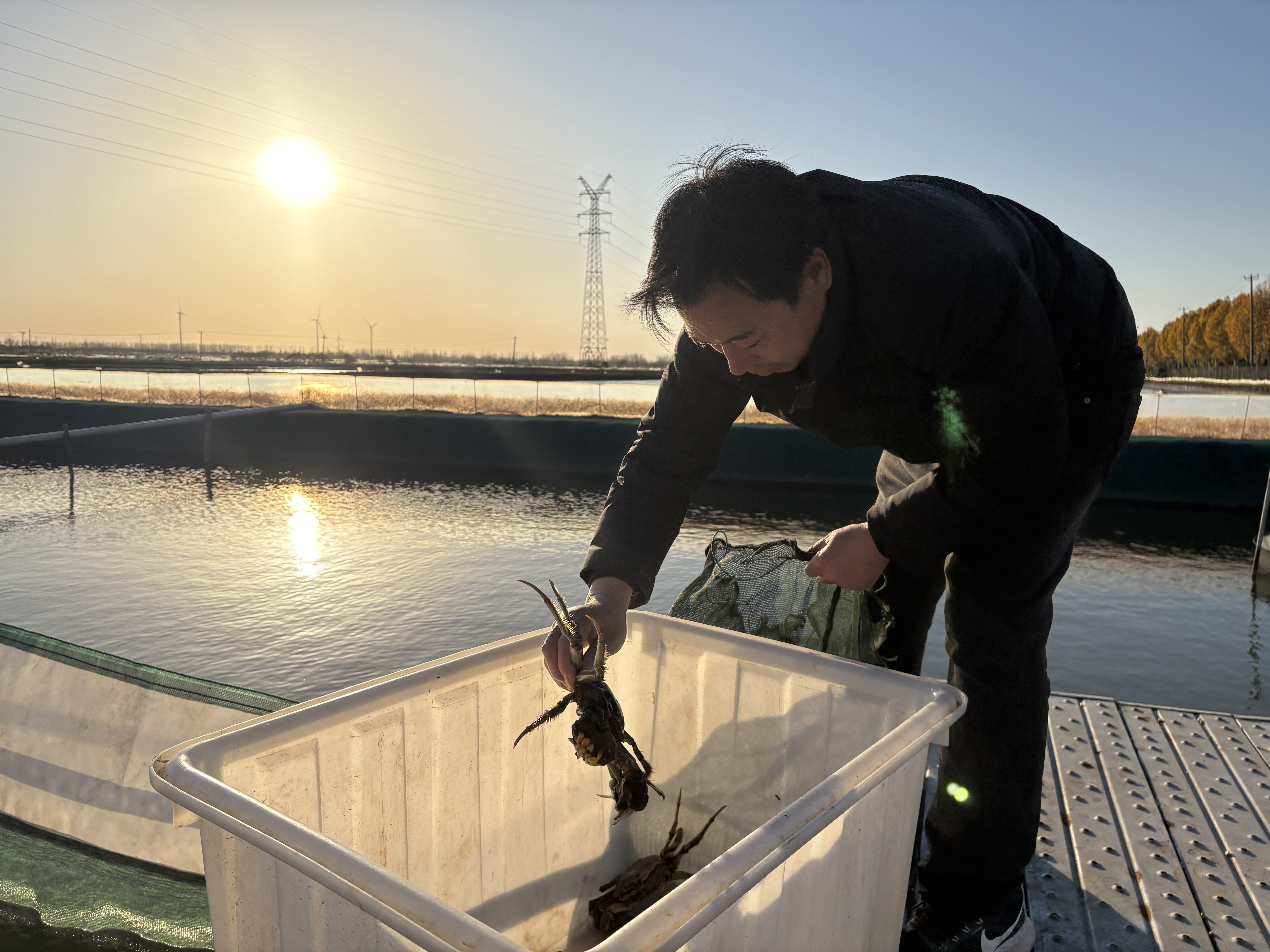 宋成伍正在挑选精品公蟹(张伟伟 摄)