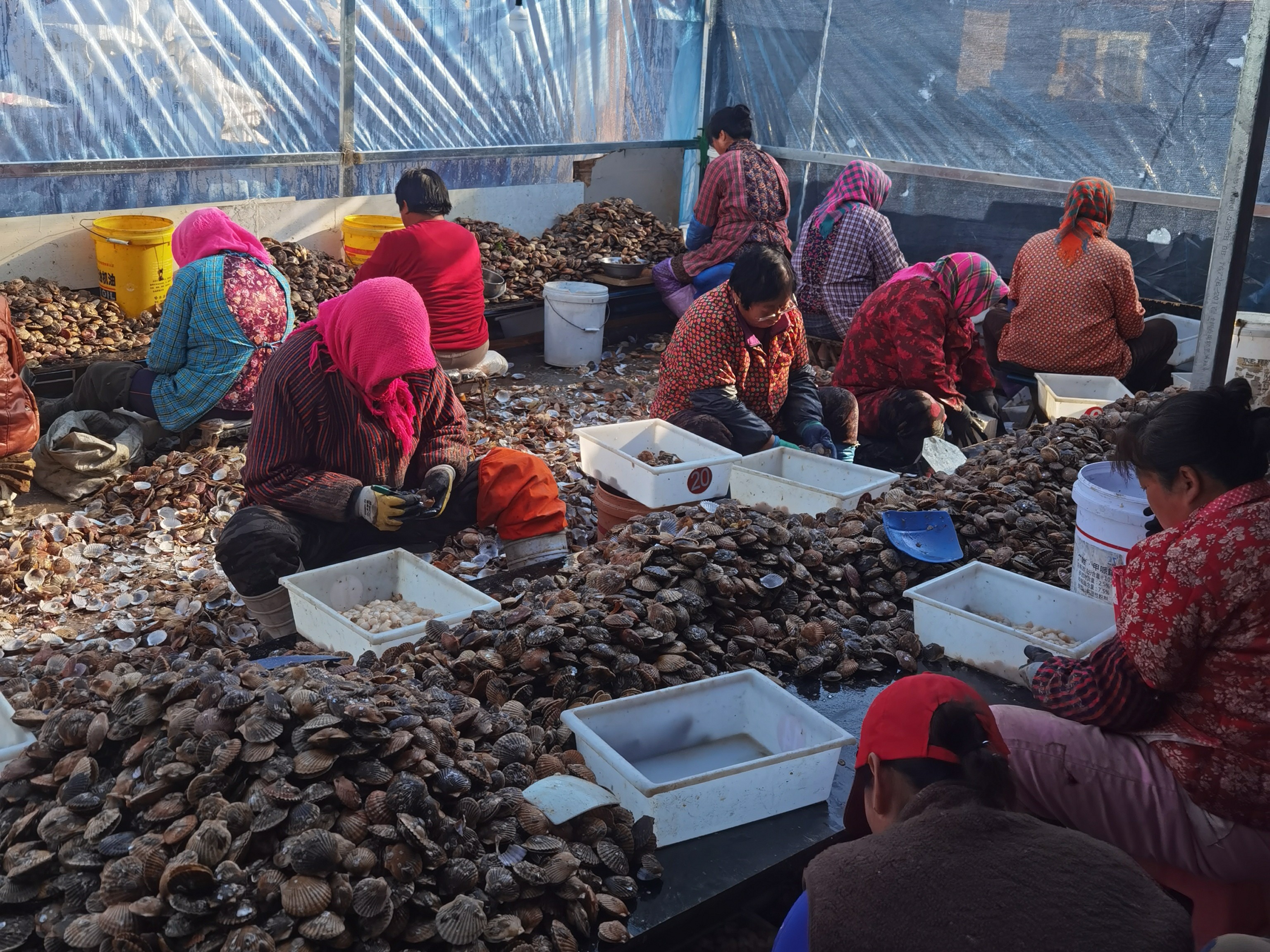 扇贝初级加工(贾滨榕 摄)