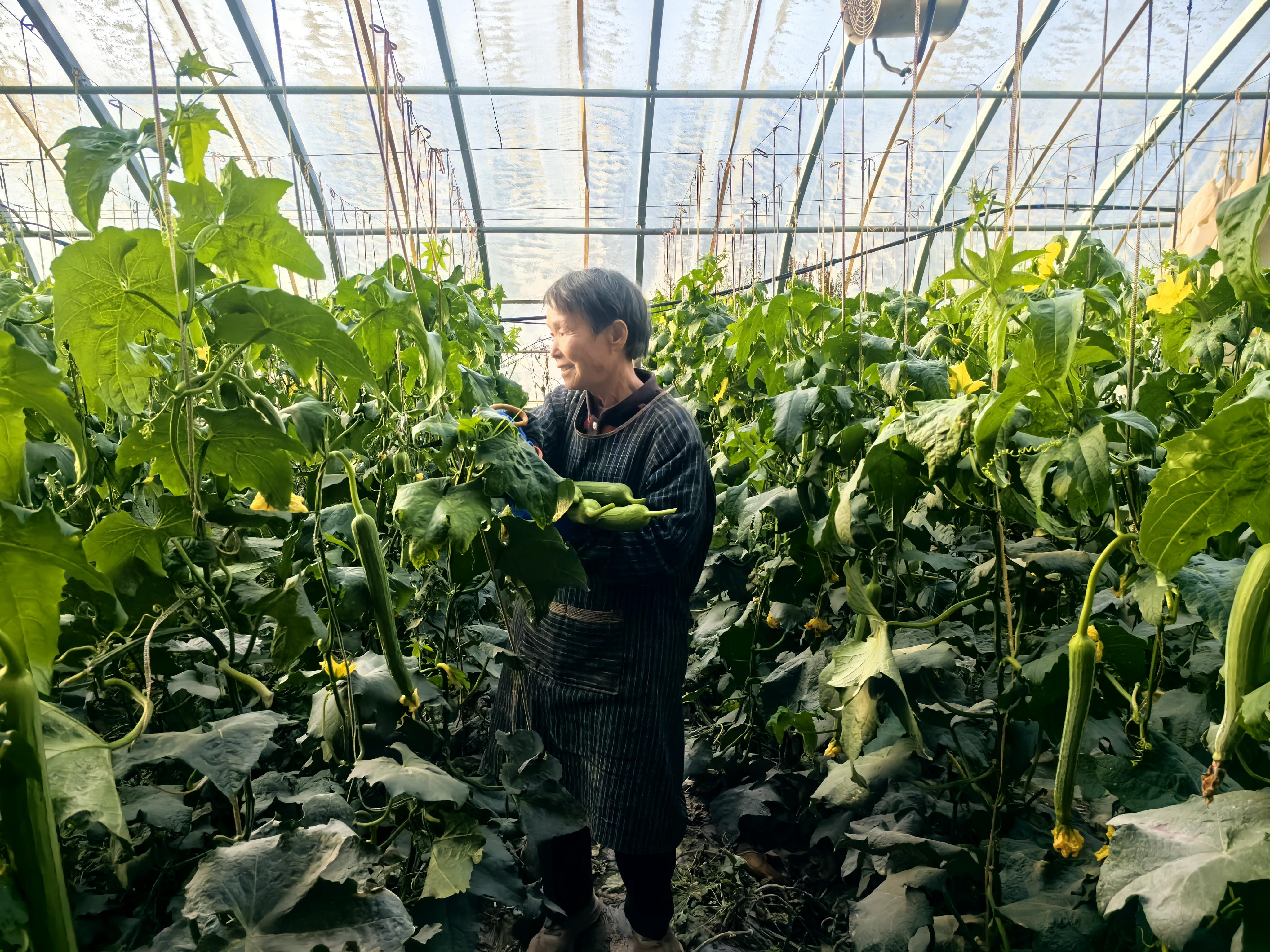 天山南麓起宏图 新疆疏附县奏响高质量发展新乐章