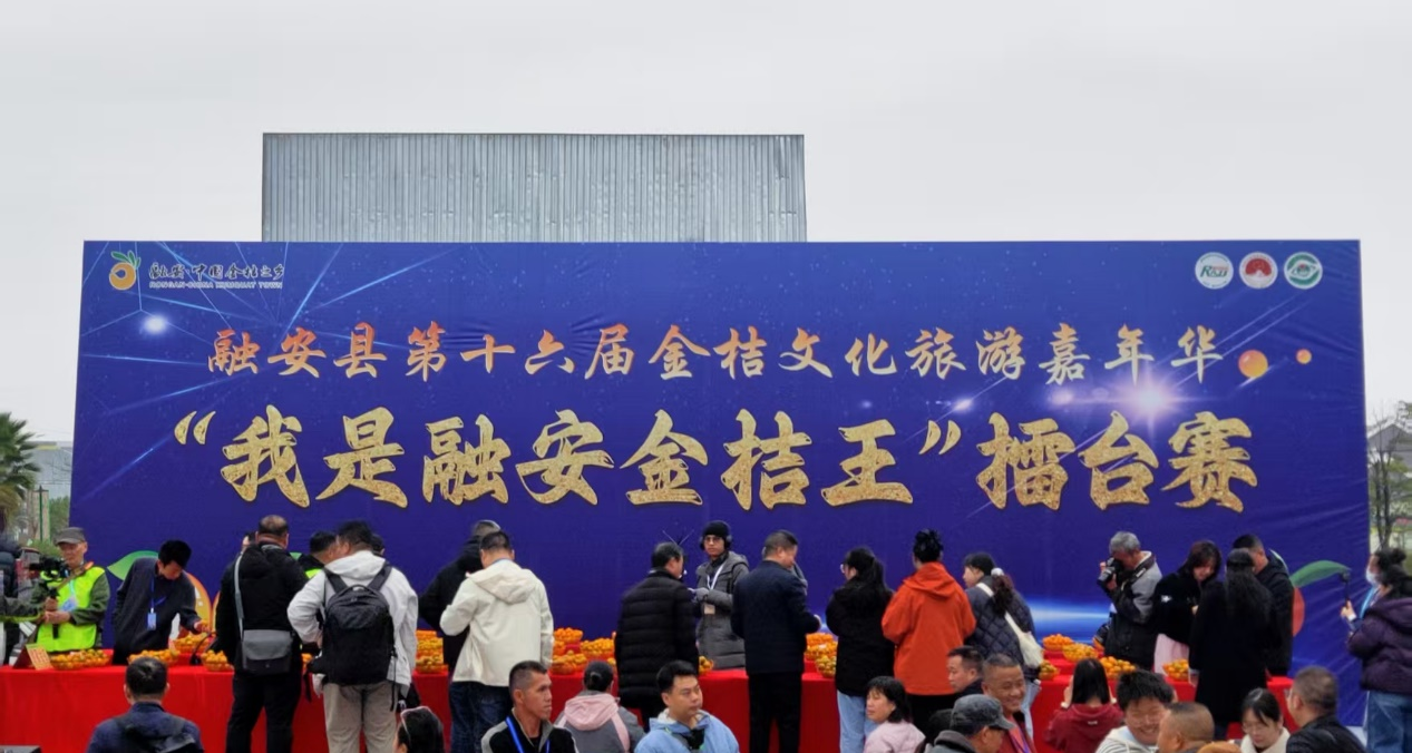 “我是融安金桔王”擂台赛现场(韩睿琦 摄)