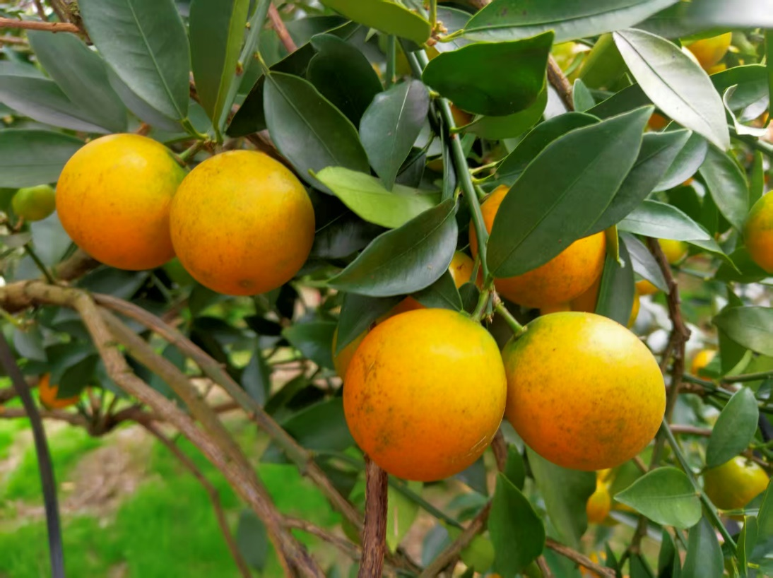 圆润的金桔缀满枝头(韩睿琦 摄)