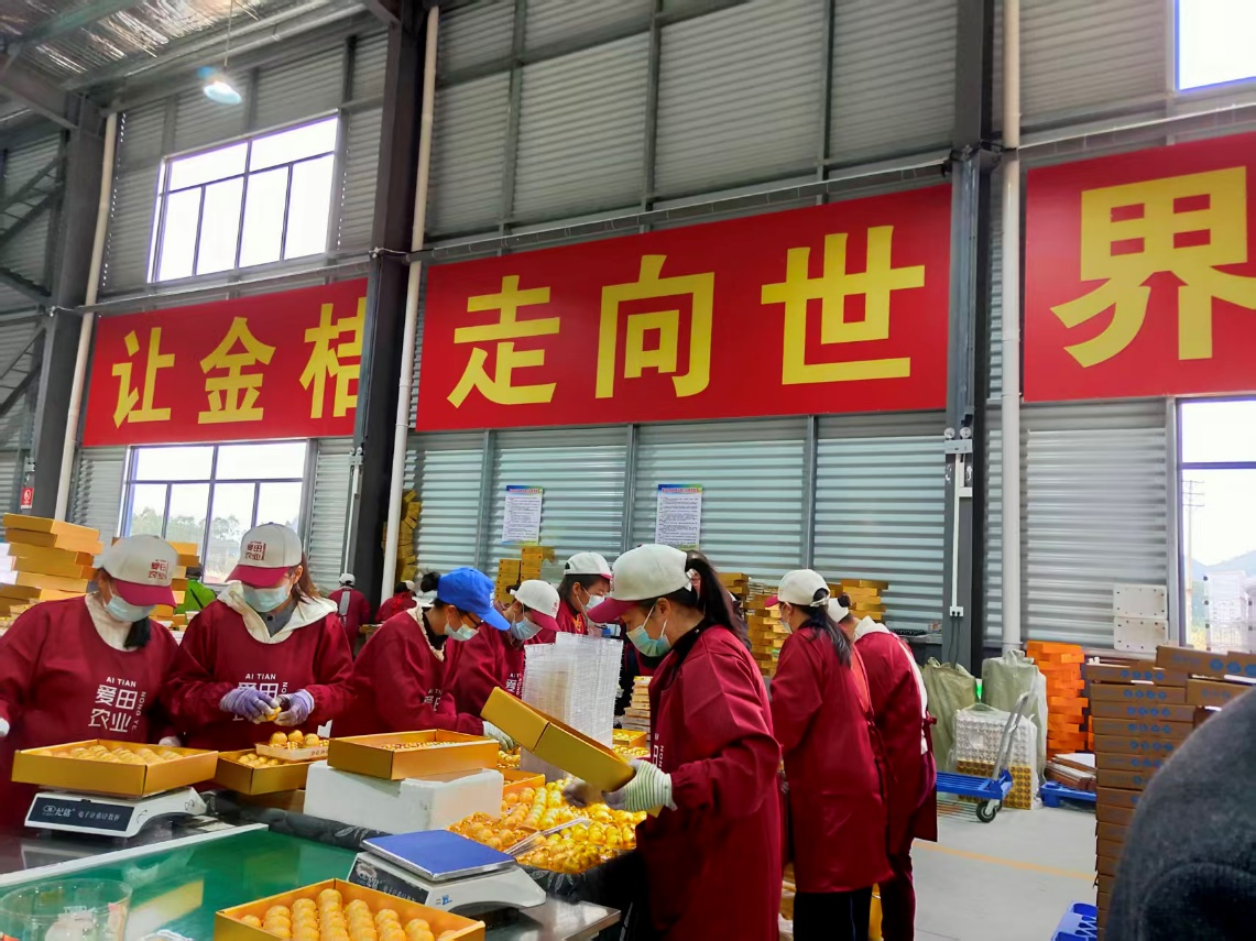 融安金桔生产车间(韩睿琦 摄)