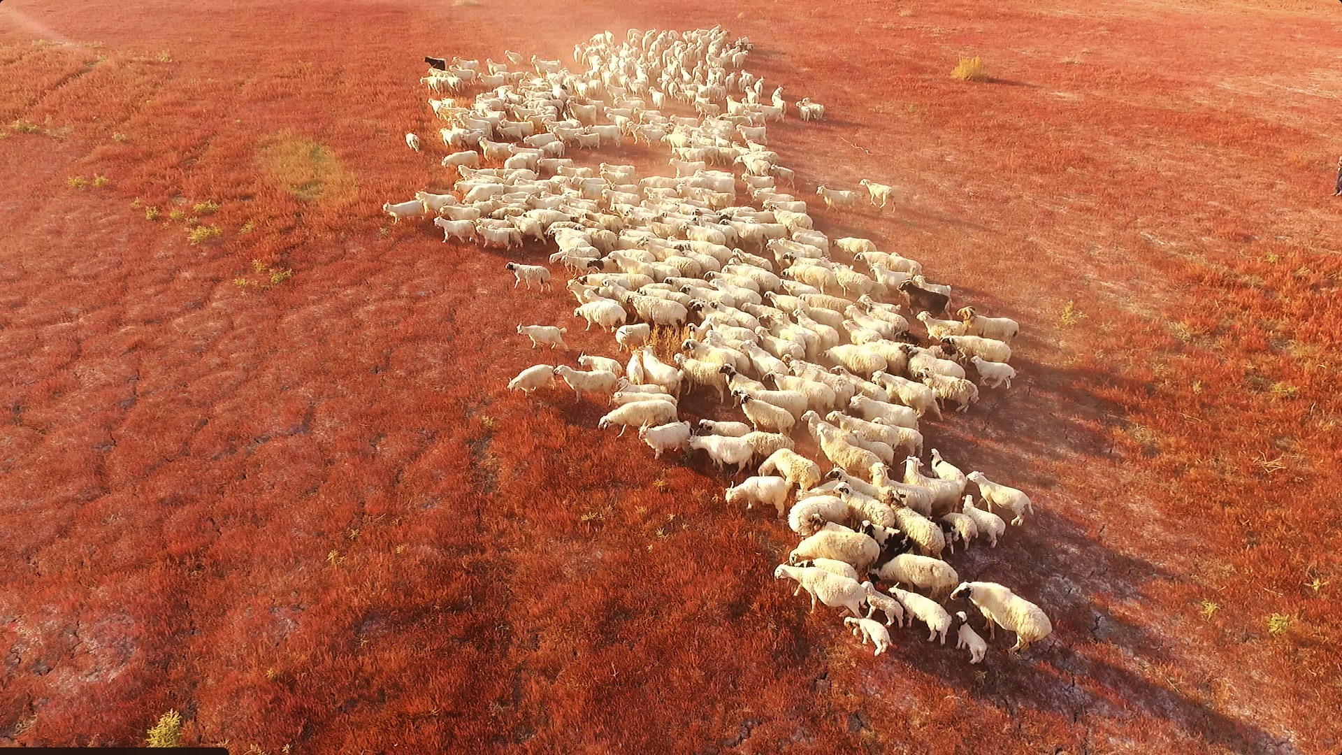 内蒙古阿拉善盟额济纳旗苏古诺尔苏木红旗队红草地上的羊群(哈斯宝力格 摄)