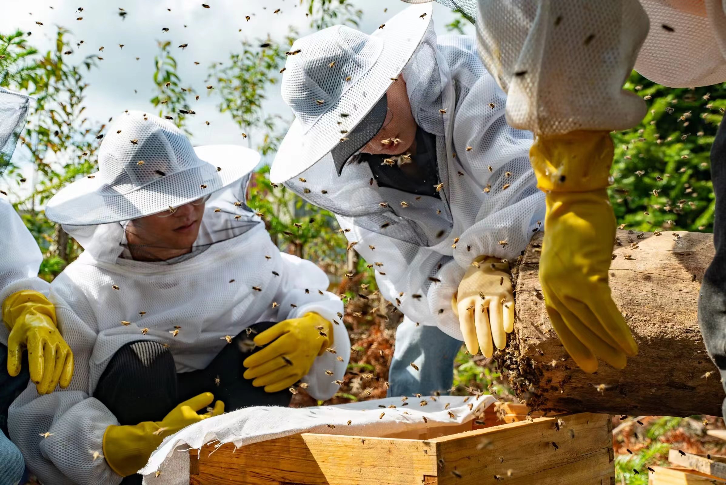 技术人员正在进行蜜蜂养殖培训(李春林 摄)