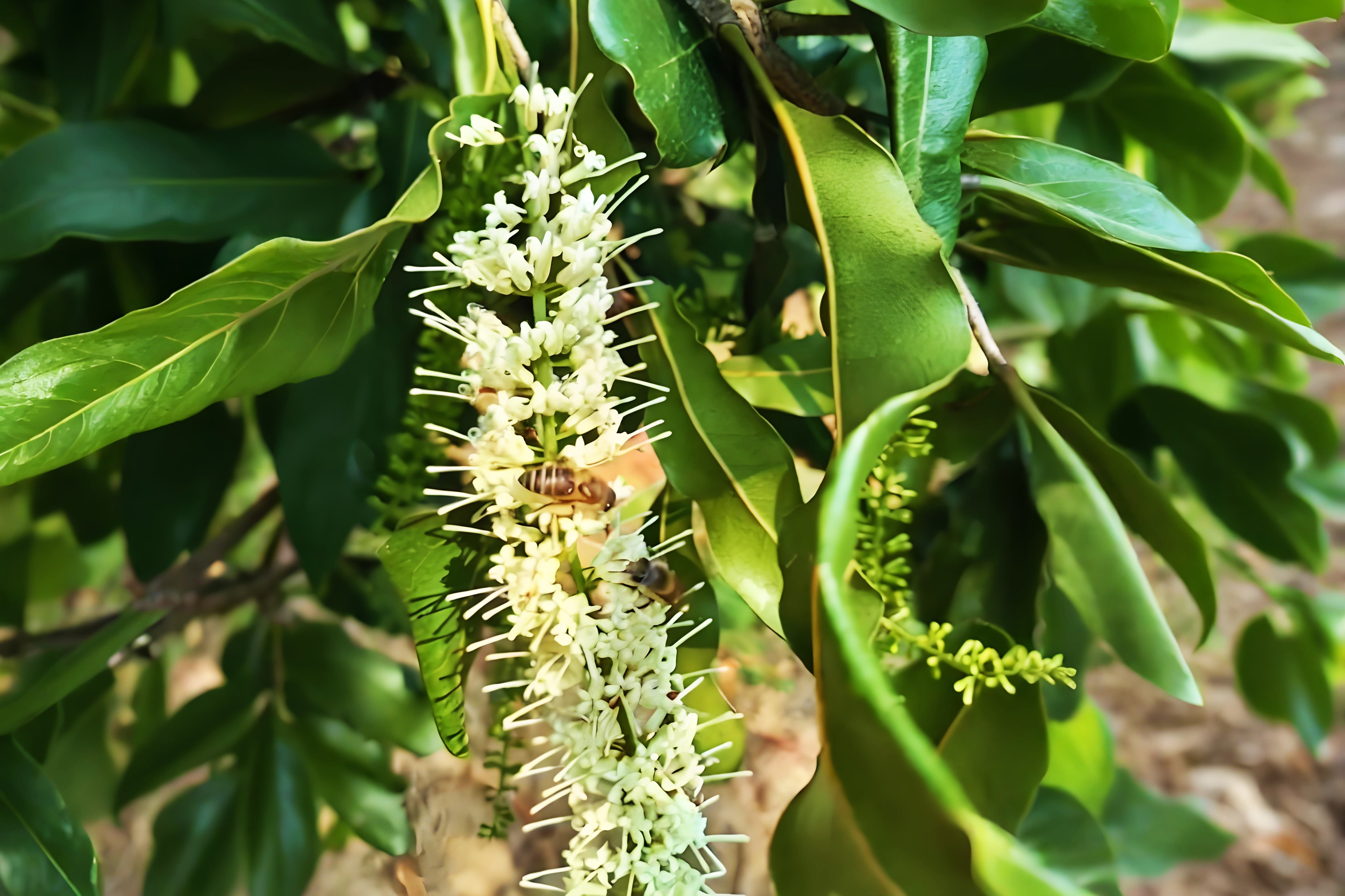 坚果花开蜜蜂授粉忙(龙春威 摄)