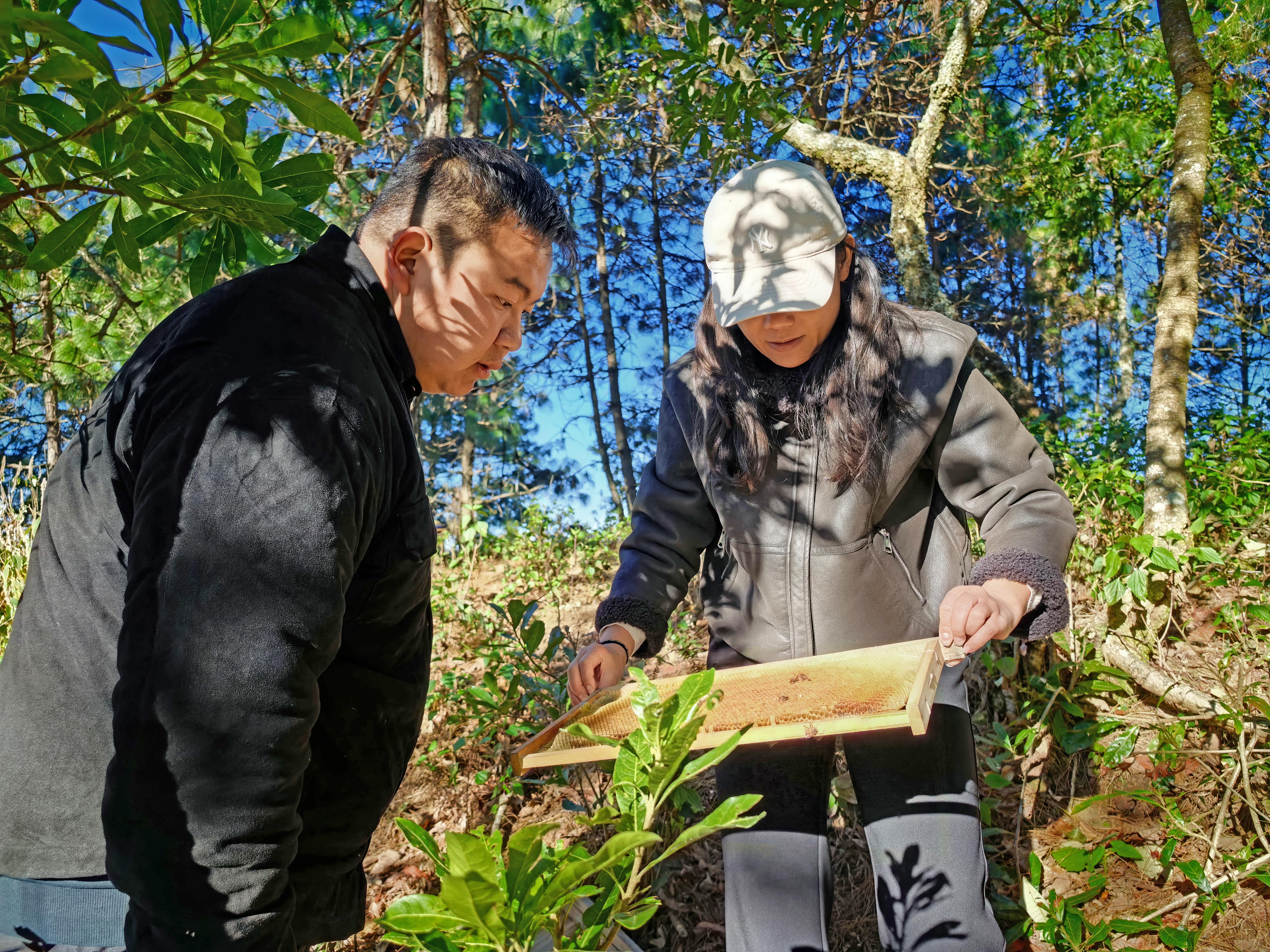 临翔区农业农村局到养殖点开展蜂群冬季饲养管理技术指导(查应花 摄)