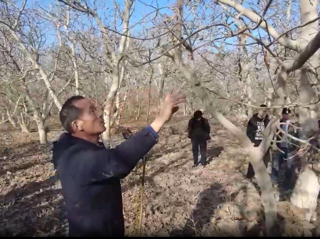视频|新疆新和：冬管培训下基层 林果增收有保障
                                                        
