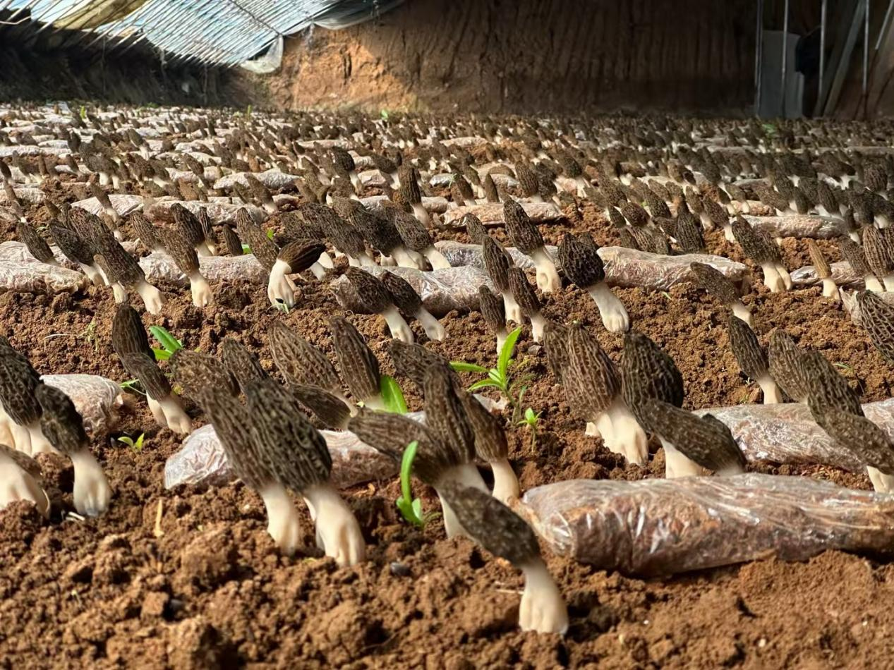 “菌果”兴产业(王浏阳 摄)