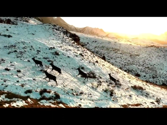 视频 | 雪踏贺兰又一年
                                                        