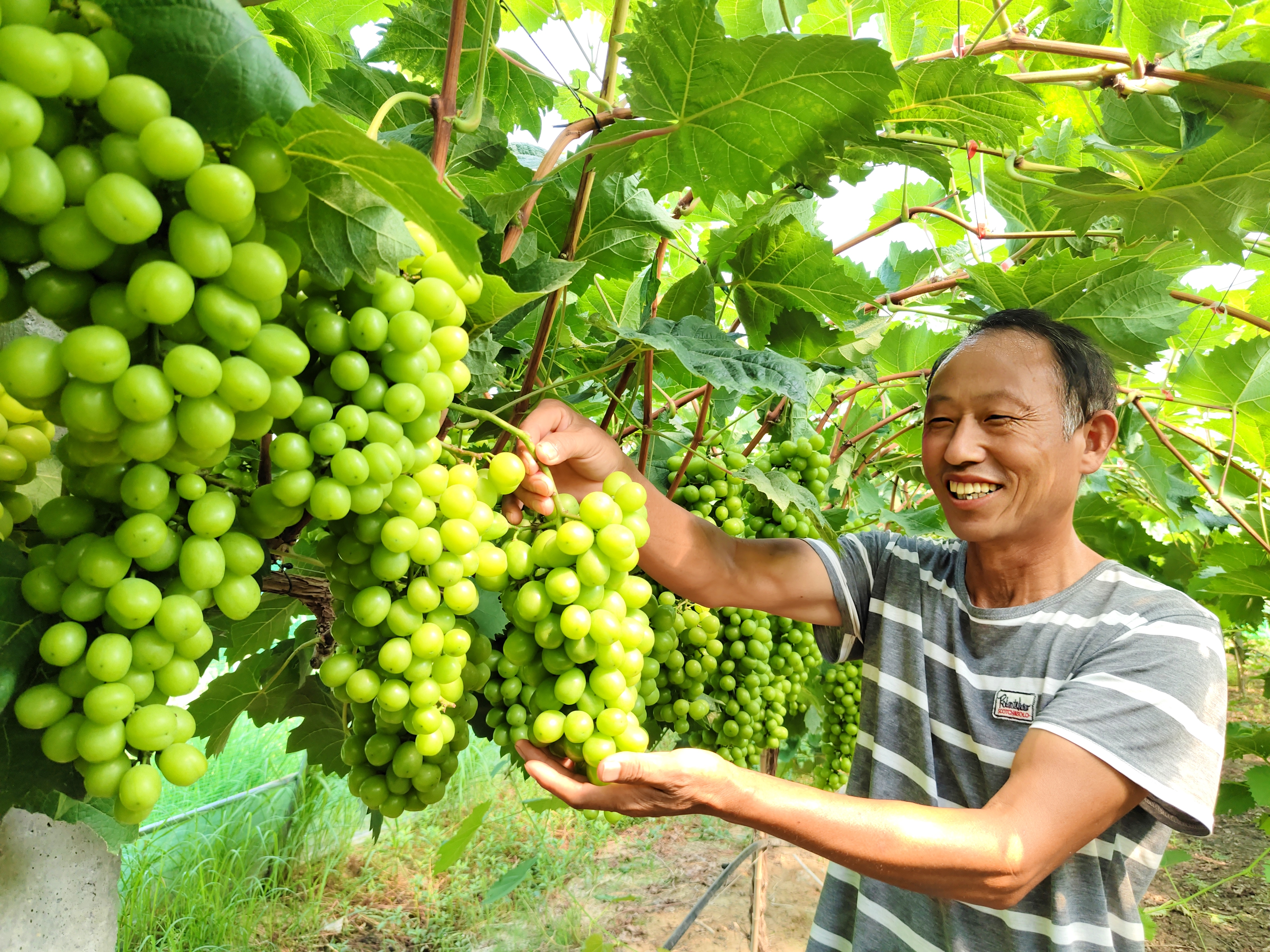 葡萄丰收季节景象。(冯德斌 摄)