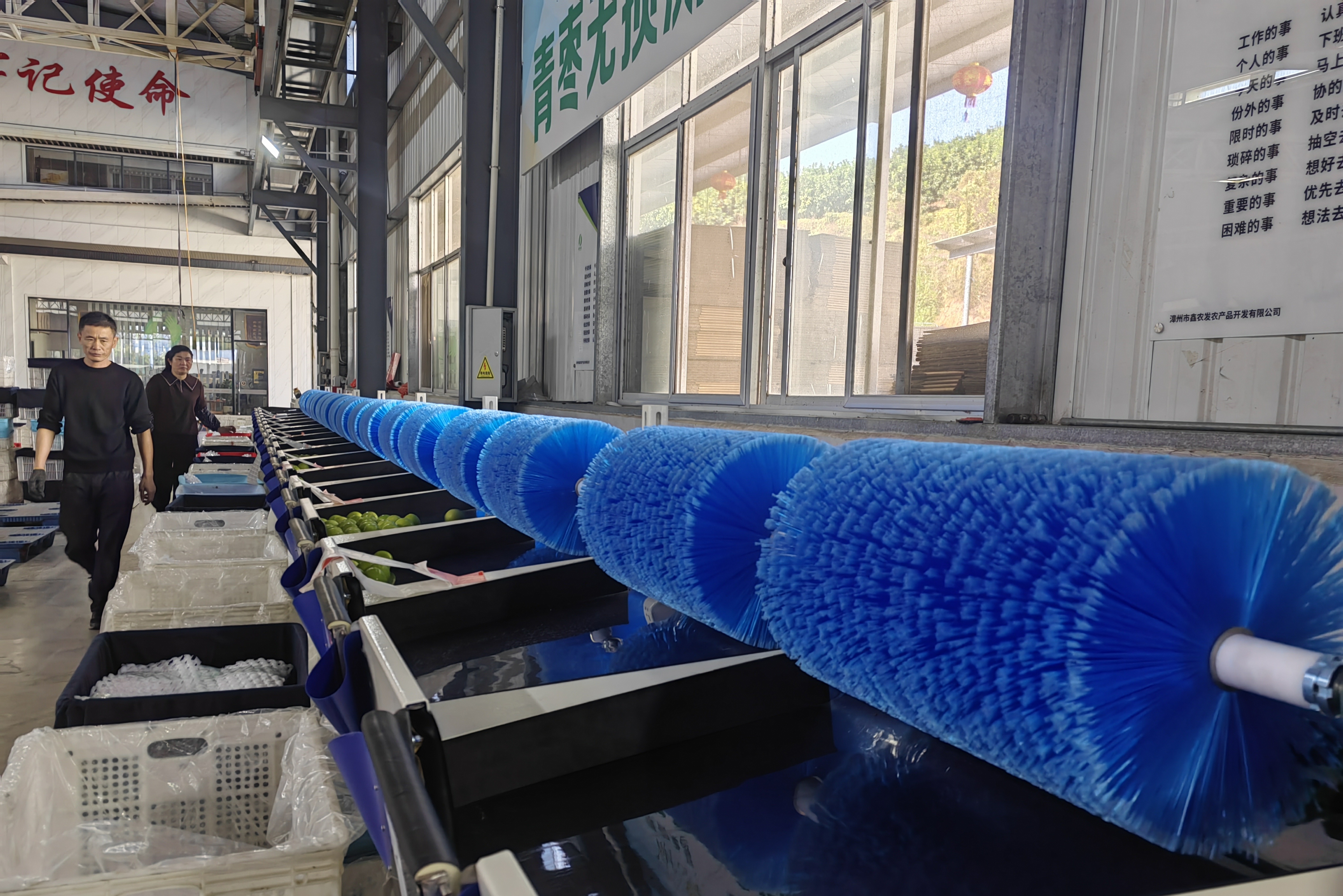 福建漳州鑫农发农产品开发有限公司引进水果无损测糖分选设备(赖桂碧 摄)