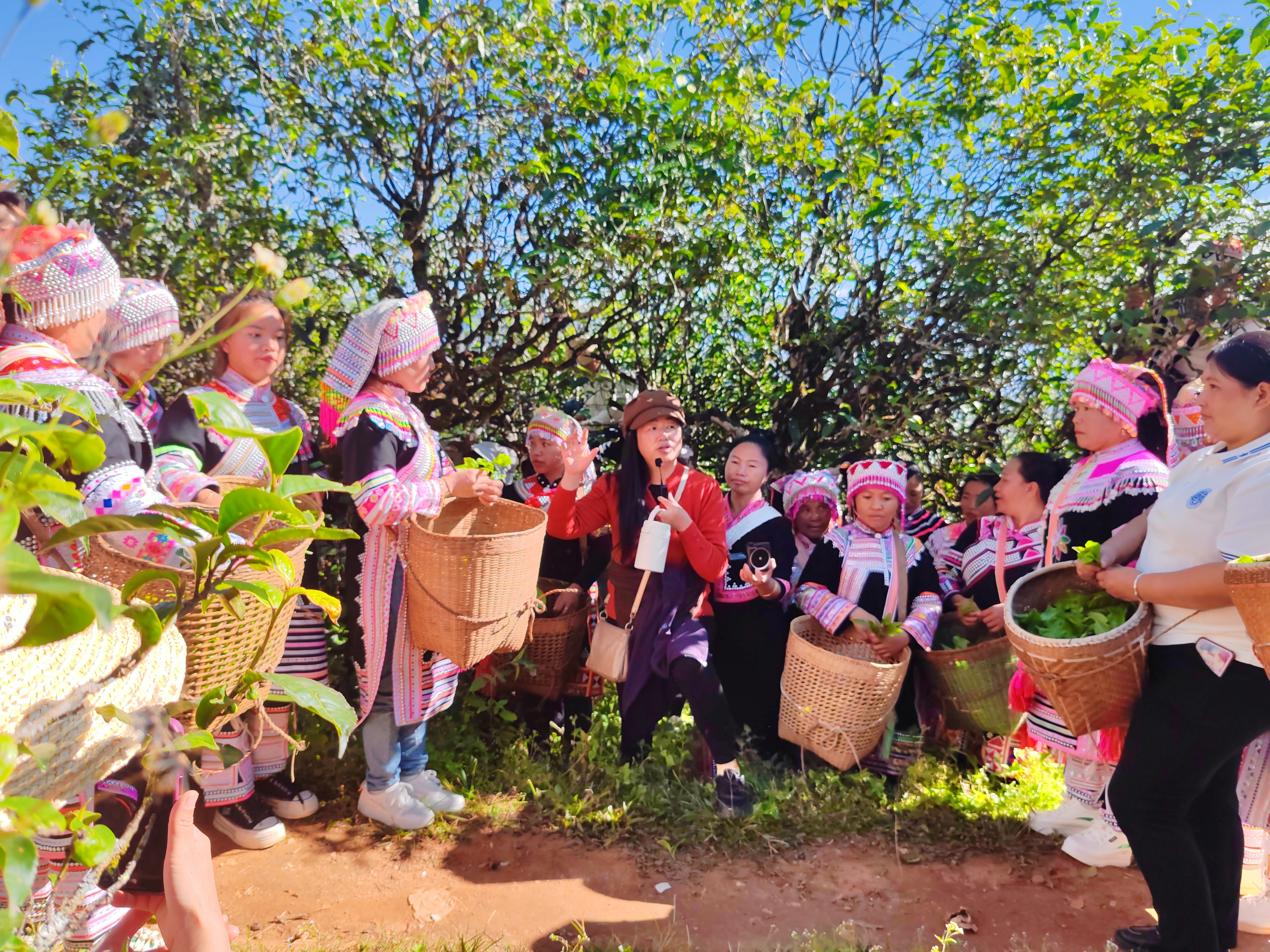 古茶园里,各族茶农跟着讲师李相妍学直播技巧。(陈吉仙 摄)