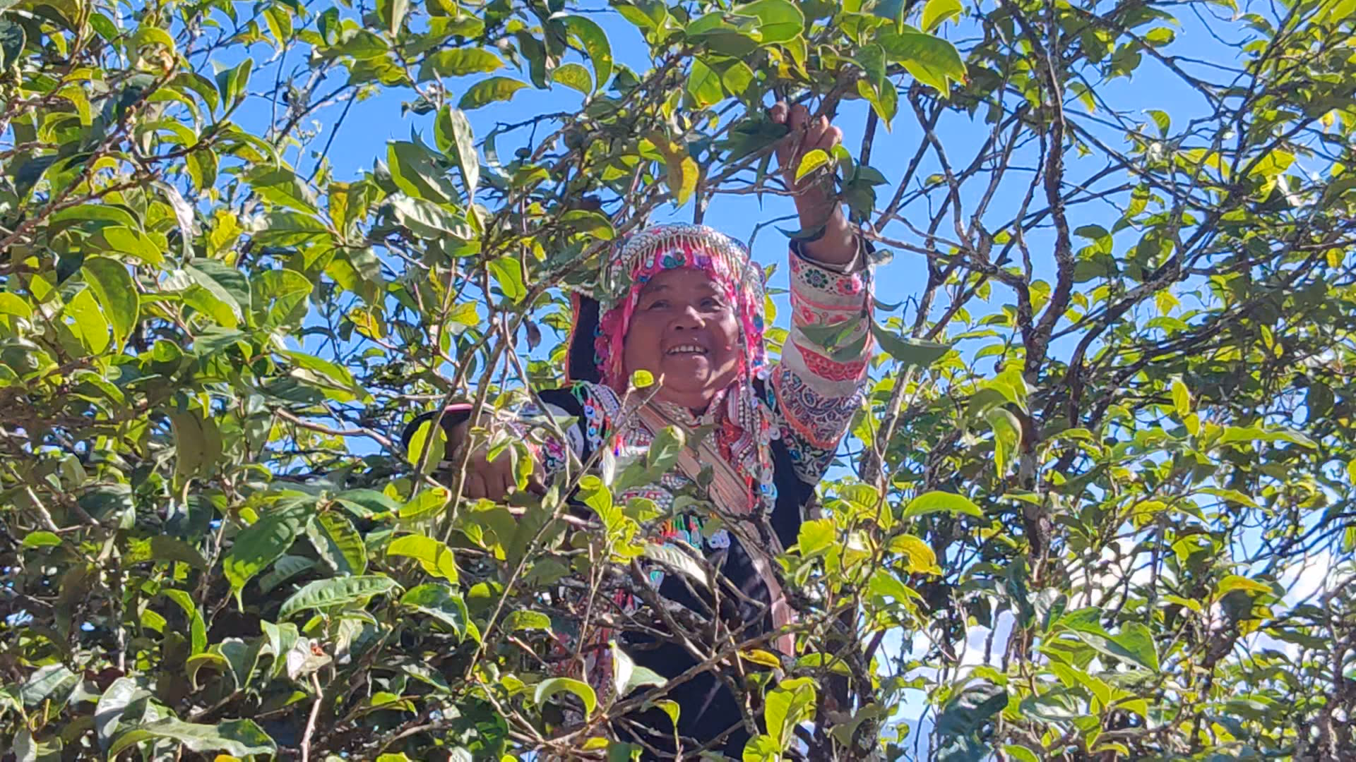 她们很愿意展示自己的茶山生活(张海妹 摄)