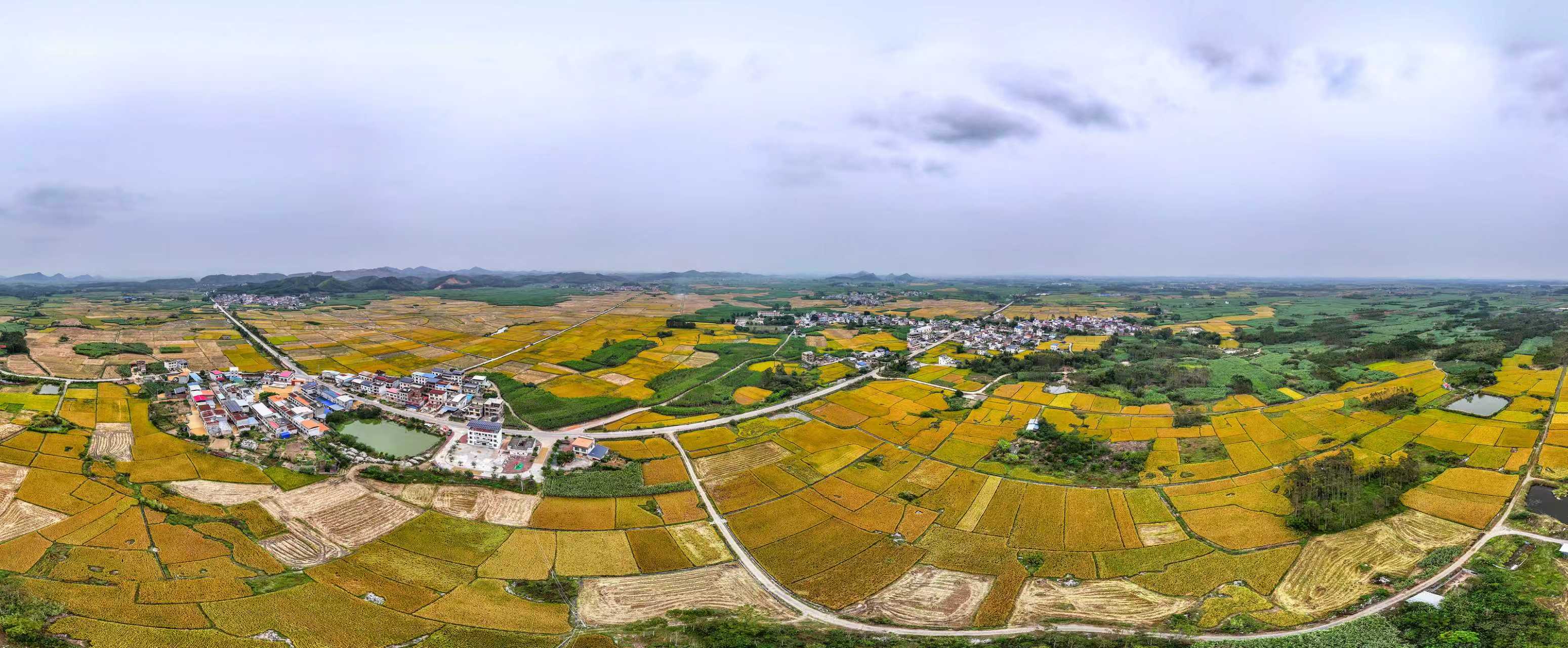 来宾市兴宾区粮食绿色高产高效示范基地丰收田园(喻湘泉 摄)