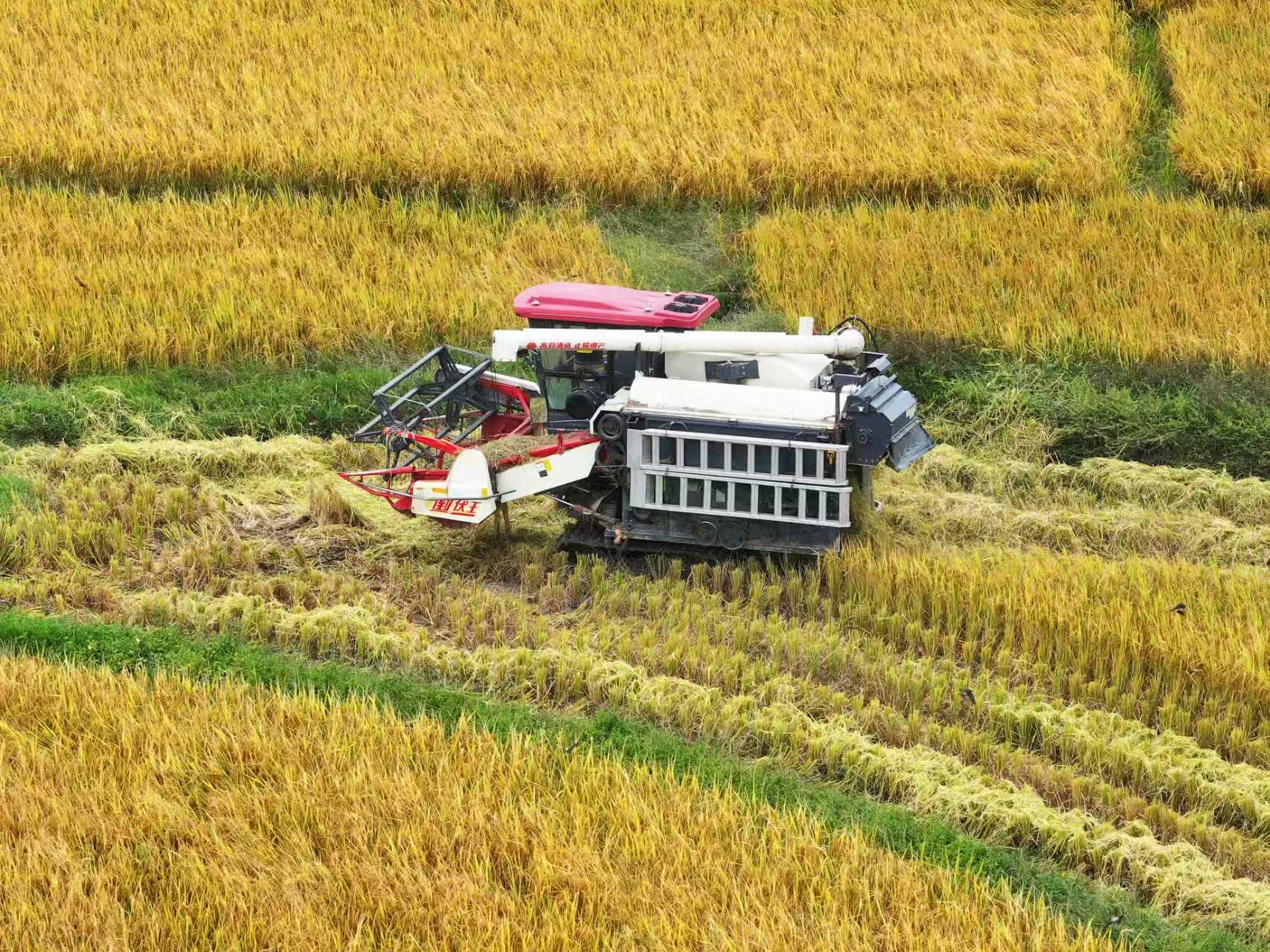 广西来宾市兴宾区大湾镇东番村,农机手驾驶收割机在田间收割晚稻。(喻湘泉 摄)