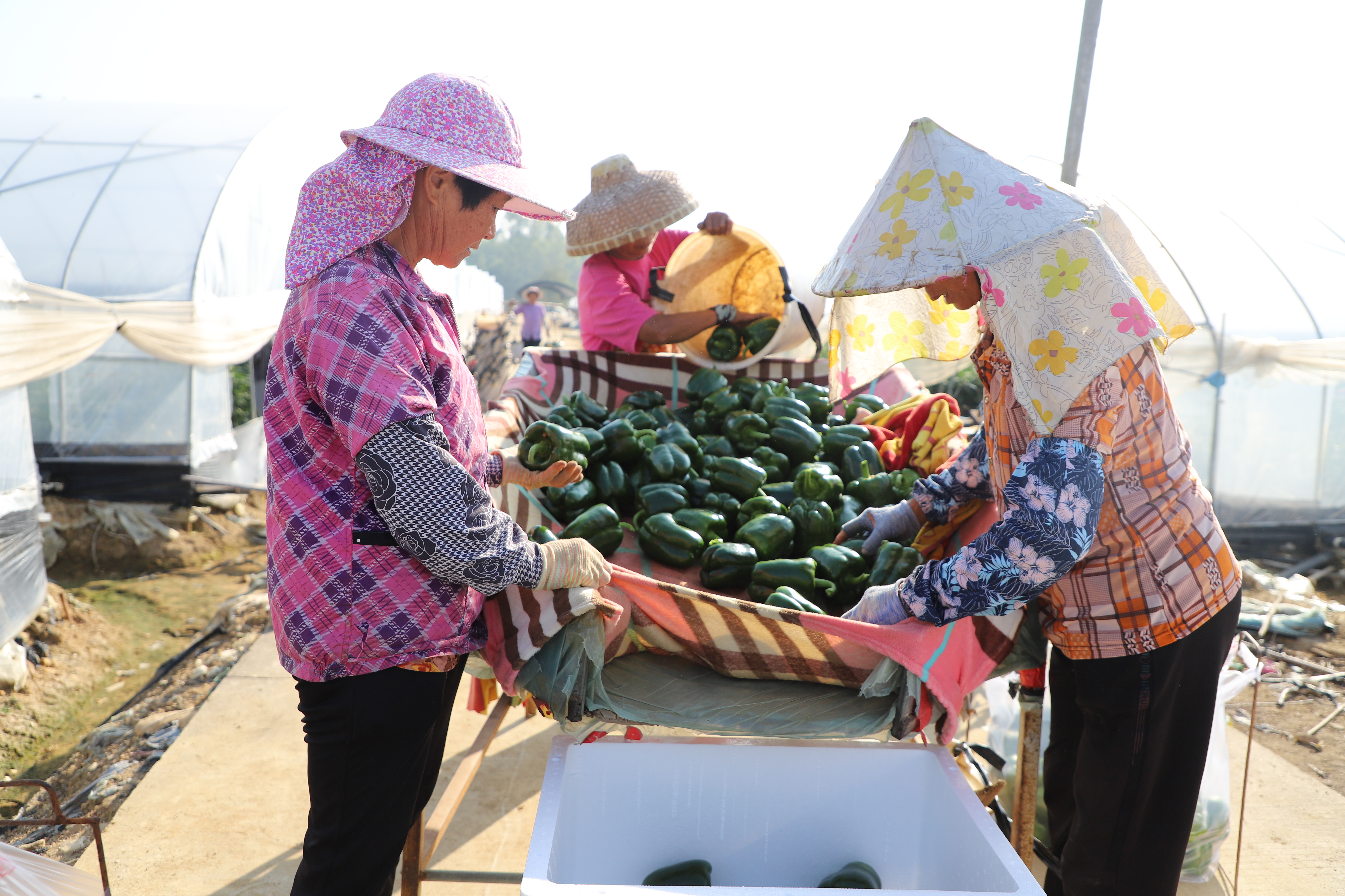 在长兴村蔬菜大棚里,工人们正在分拣青椒。(王大鹏 摄)