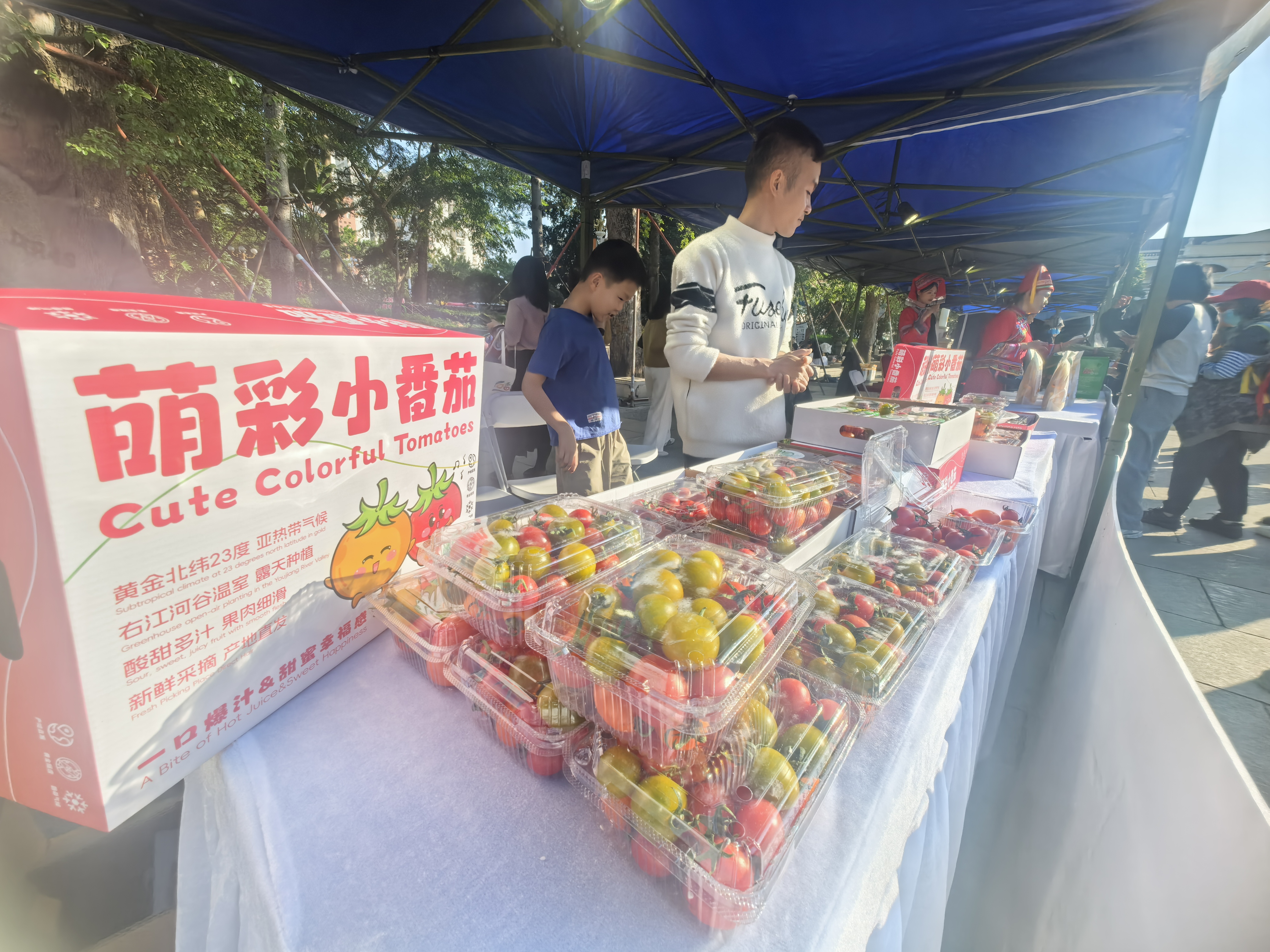 产销对接活动上展出的田阳小番茄。(王海波 摄)