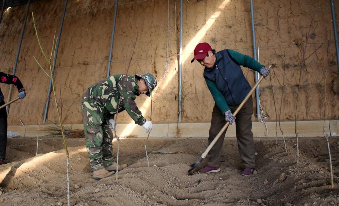 移栽(王君瑶 摄)