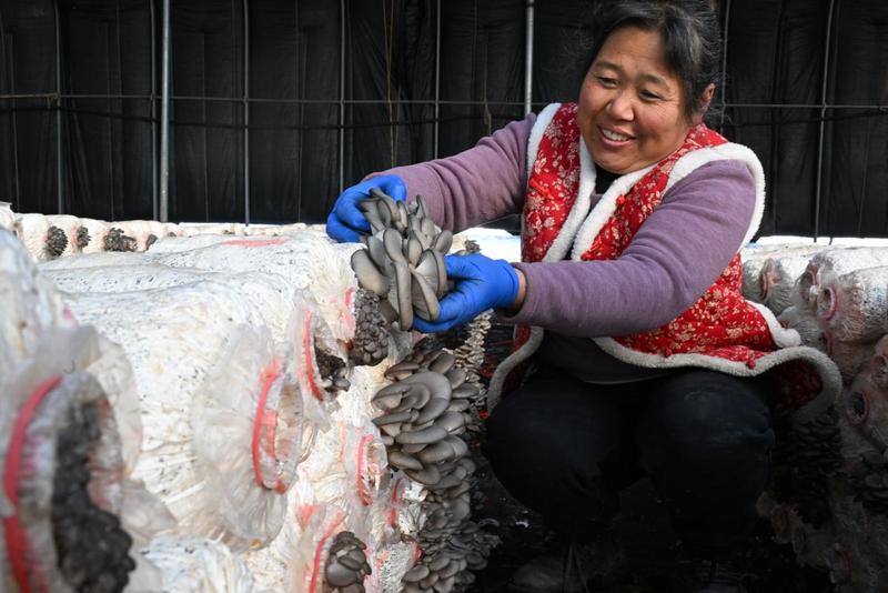 农民在移风店镇小欧村大棚采摘蘑菇(张涛 摄)