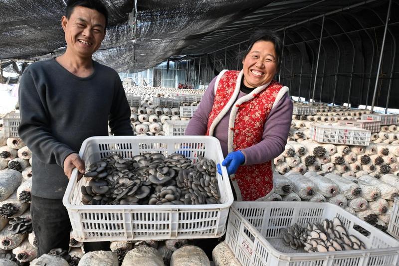 移风店镇小欧村农民王丰宇(左)在大棚里搬运采摘的蘑菇(张涛 摄)