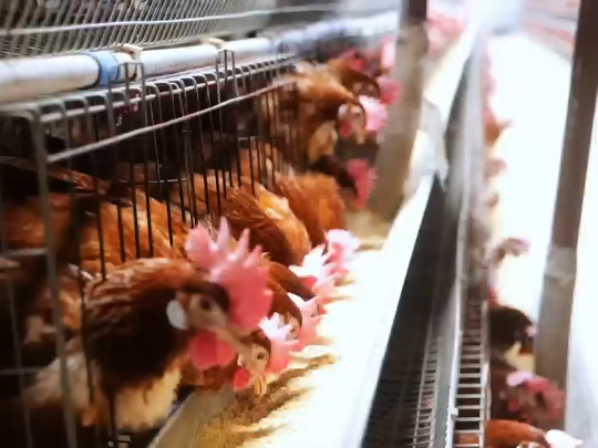 视频 | 河南三门峡市陕州区： 生态养殖奏响增收曲
                                                        