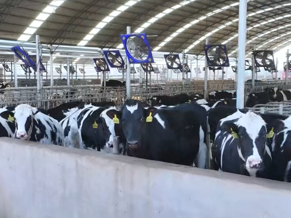 视频丨牛产业激活振兴新动能
                                                        