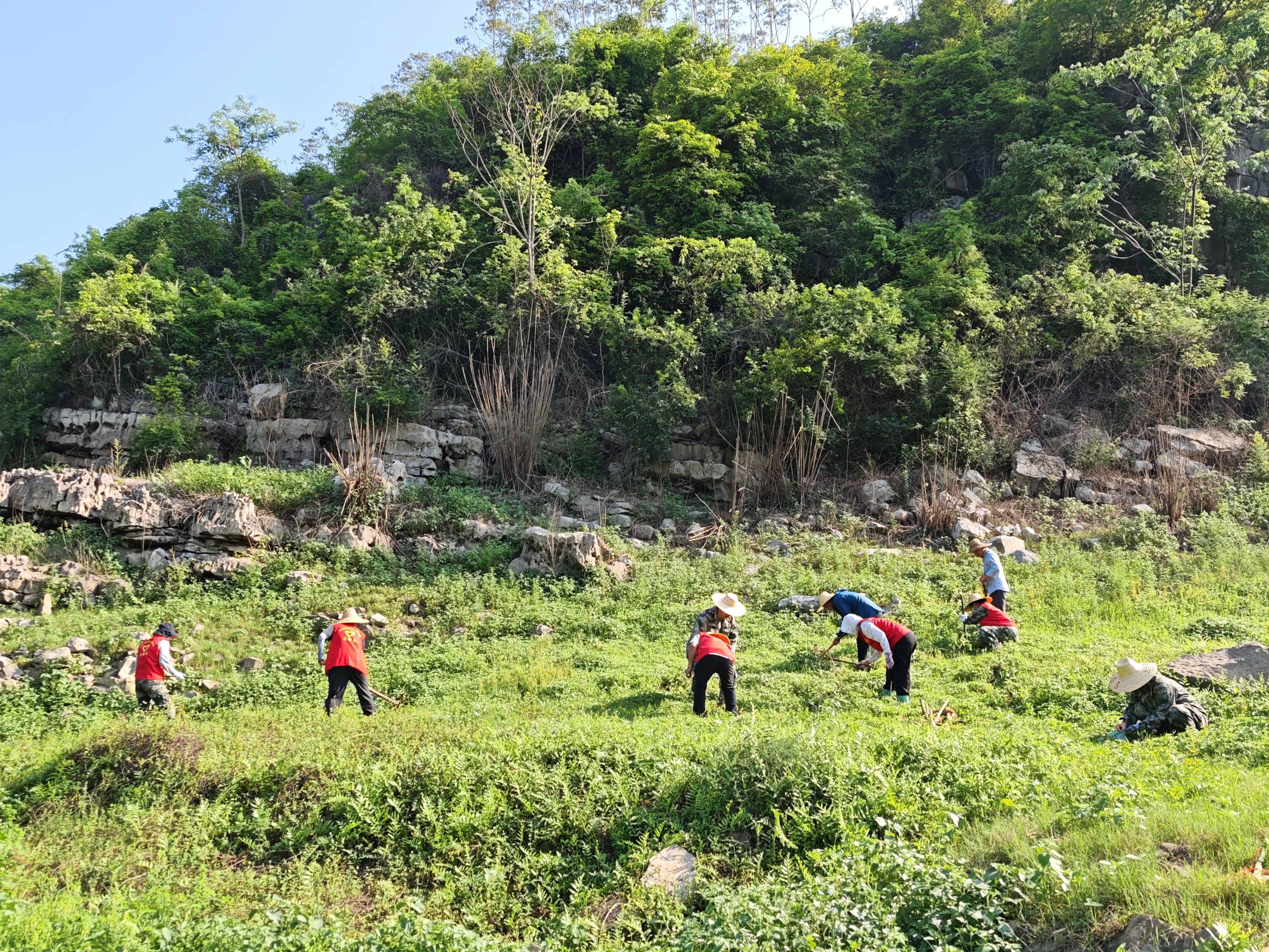 岭南镇党员开展种植油茶志愿服务活动(郑晓霞 摄)