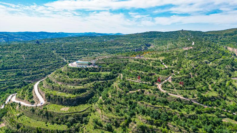 青岛林的绿浪潮(张赛 摄)