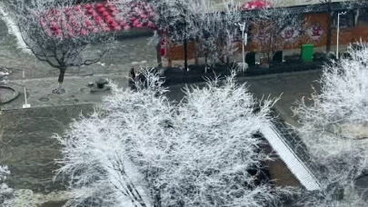 雾凇漫古院 千年落素华
                                                        