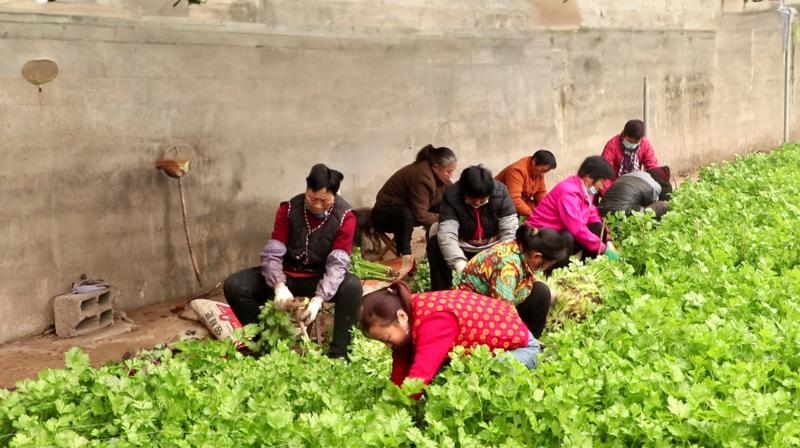 芹菜收获忙(穆姝琪 摄)