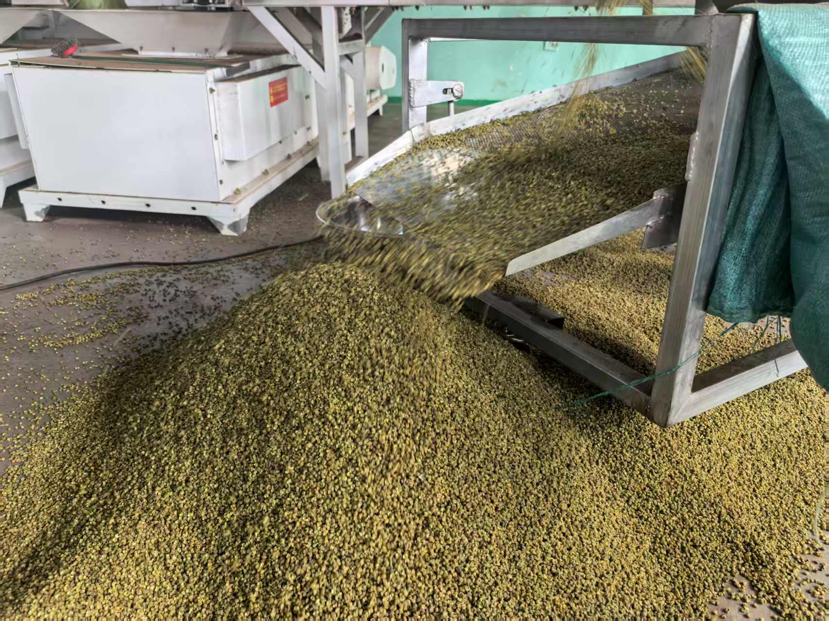 金阳青花椒(戚原 摄)