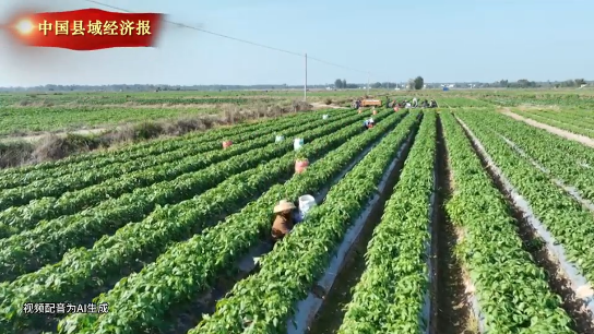 视频 | 海南临高冬季辣椒“火辣”上市
                                                        