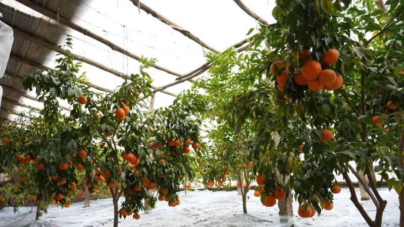 大棚内,成片的树上缀满了成熟的丑橘(崔书敏 摄)
